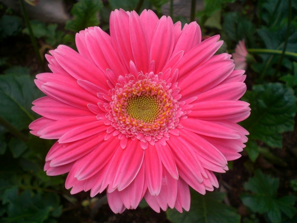 beau fond d'écran de fleurs,fleur,plante à fleurs,marguerite de barberton,pétale,gerbera