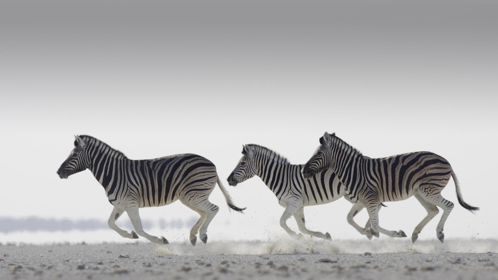 fondo de pantalla de cebra,cebra,animal terrestre,fauna silvestre,pradera,manada