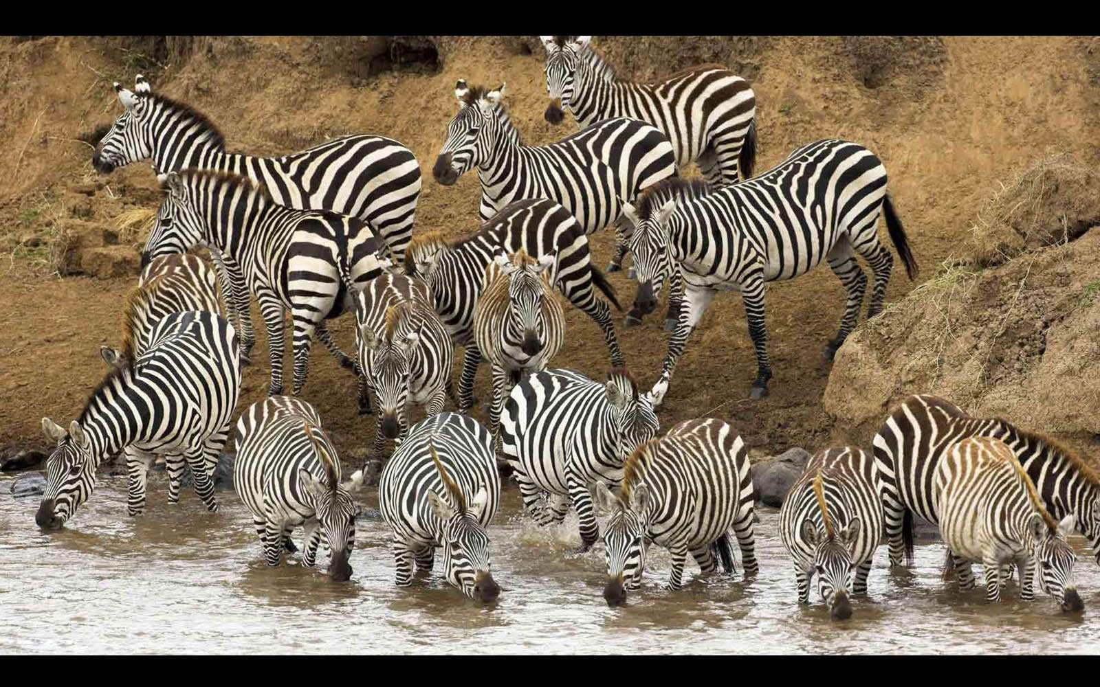 carta da parati zebra,zebra,animale terrestre,natura,mandria,savana