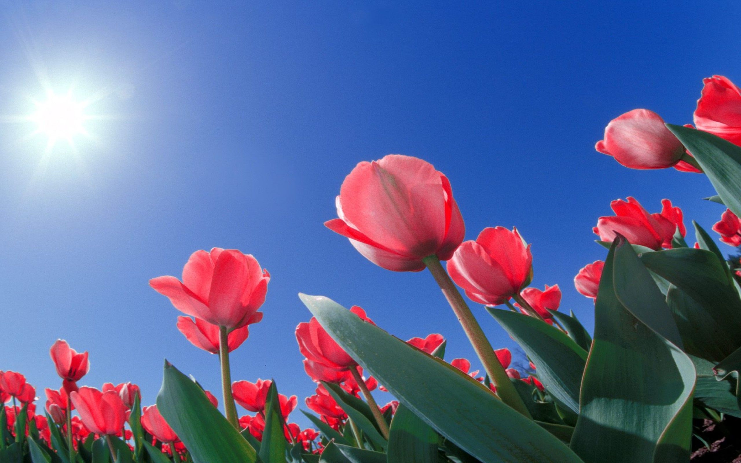 フルhdの花の壁紙,花,開花植物,空,花弁,青い