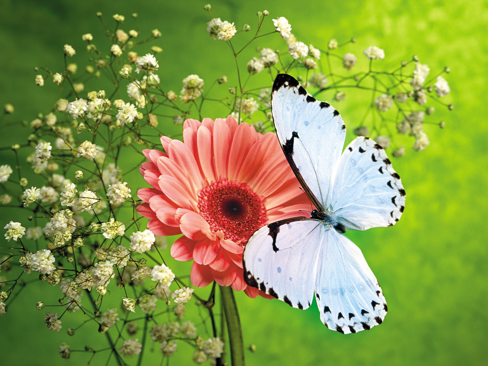 beautiful flower images wallpapers,butterfly,insect,moths and butterflies,flower,pollinator