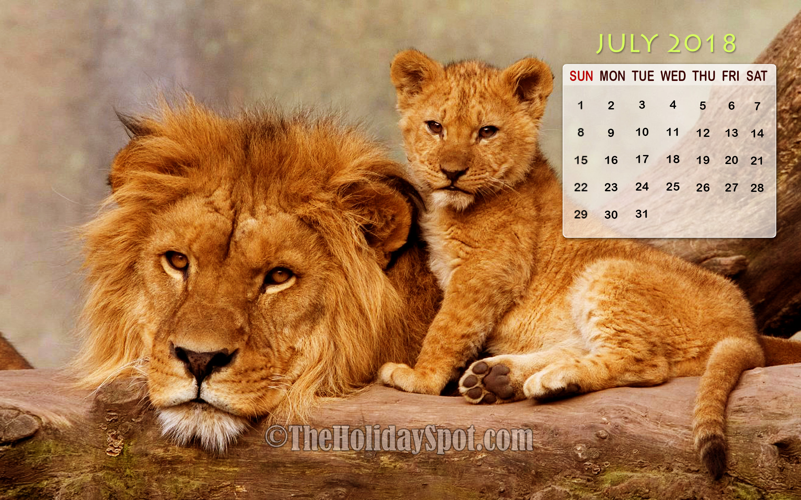 カレンダー壁紙,野生動物,ライオン,ネコ科,陸生動物,マサイライオン