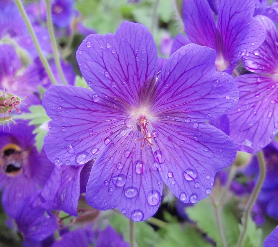 hermosas flores fondos de pantalla hd,flor,planta floreciendo,planta,pétalo,púrpura