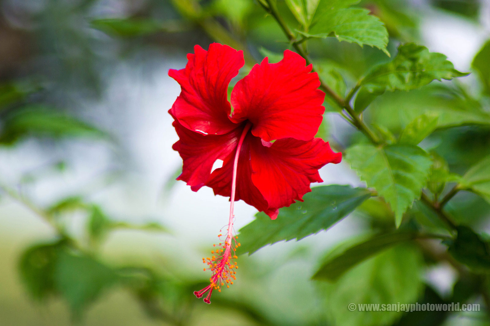 hermosas flores fondos de pantalla hd,flor,planta floreciendo,pétalo,hibisco chino,rojo