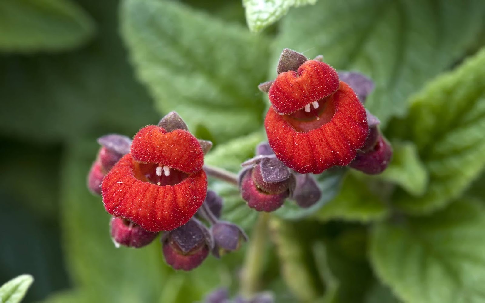 beautiful flowers hd wallpapers,flowering plant,flower,plant,petal,borage family