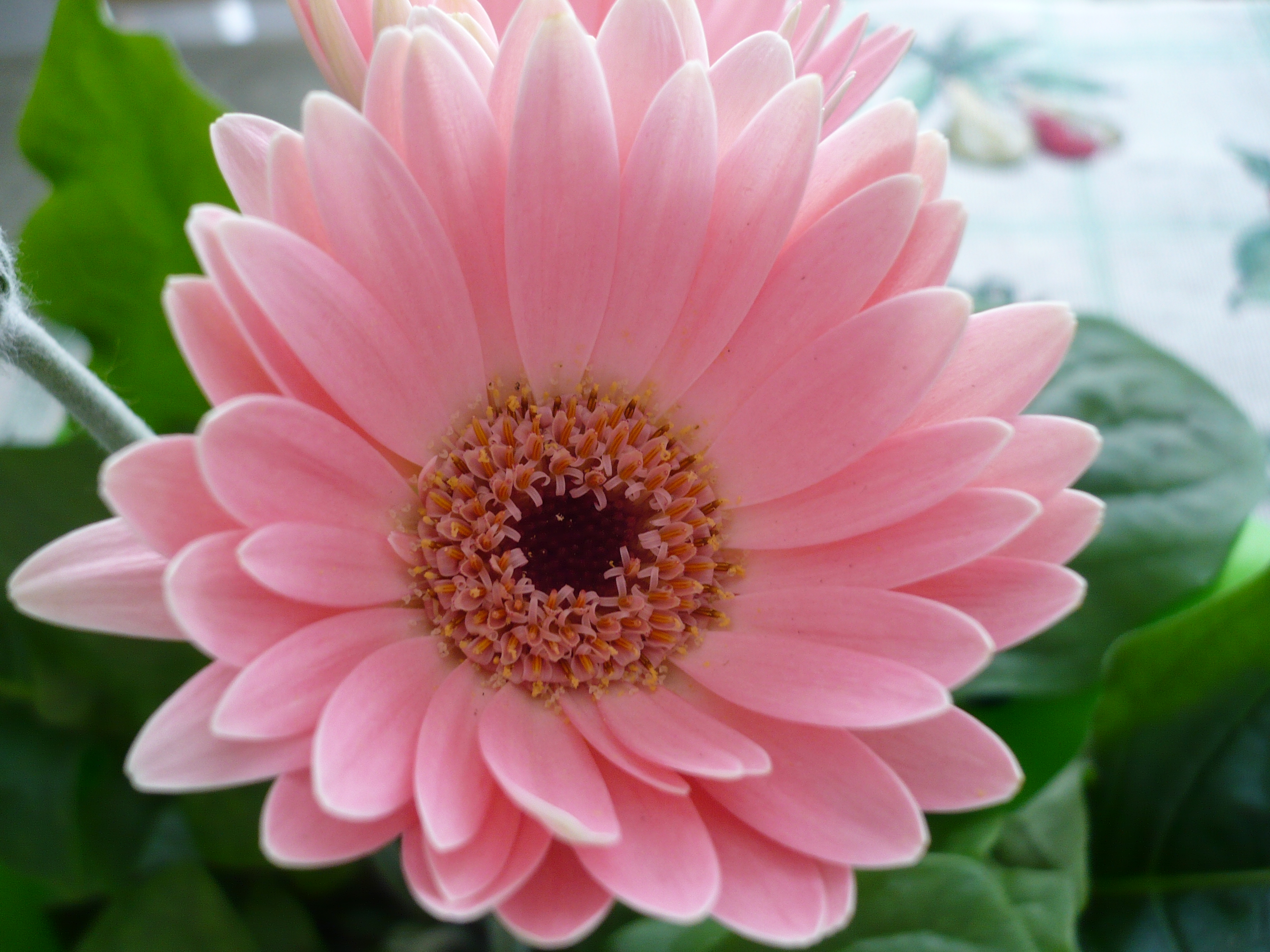 blumentapete herunterladen,blume,blühende pflanze,barberton gänseblümchen,blütenblatt,gerbera