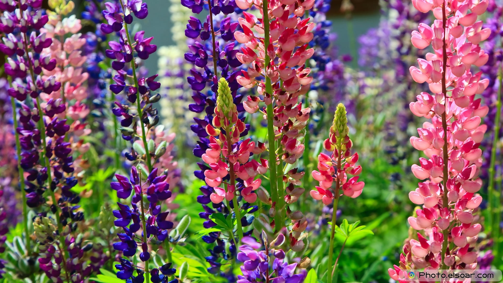 beautiful flowers wallpaper free download,flower,flowering plant,plant,lupin,purple loosestrife