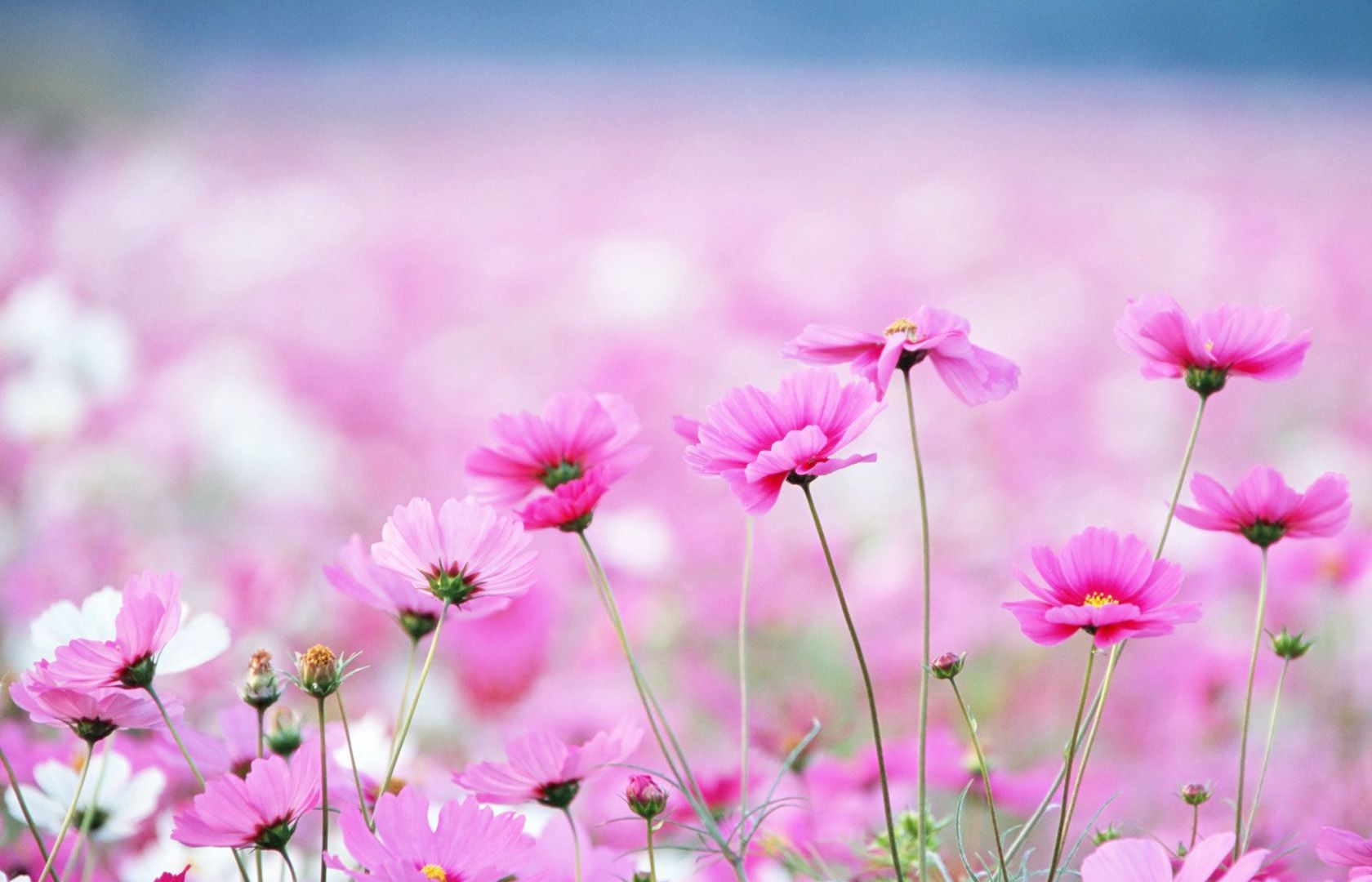 beautiful flowers wallpaper free download,flower,flowering plant,plant,petal,pink