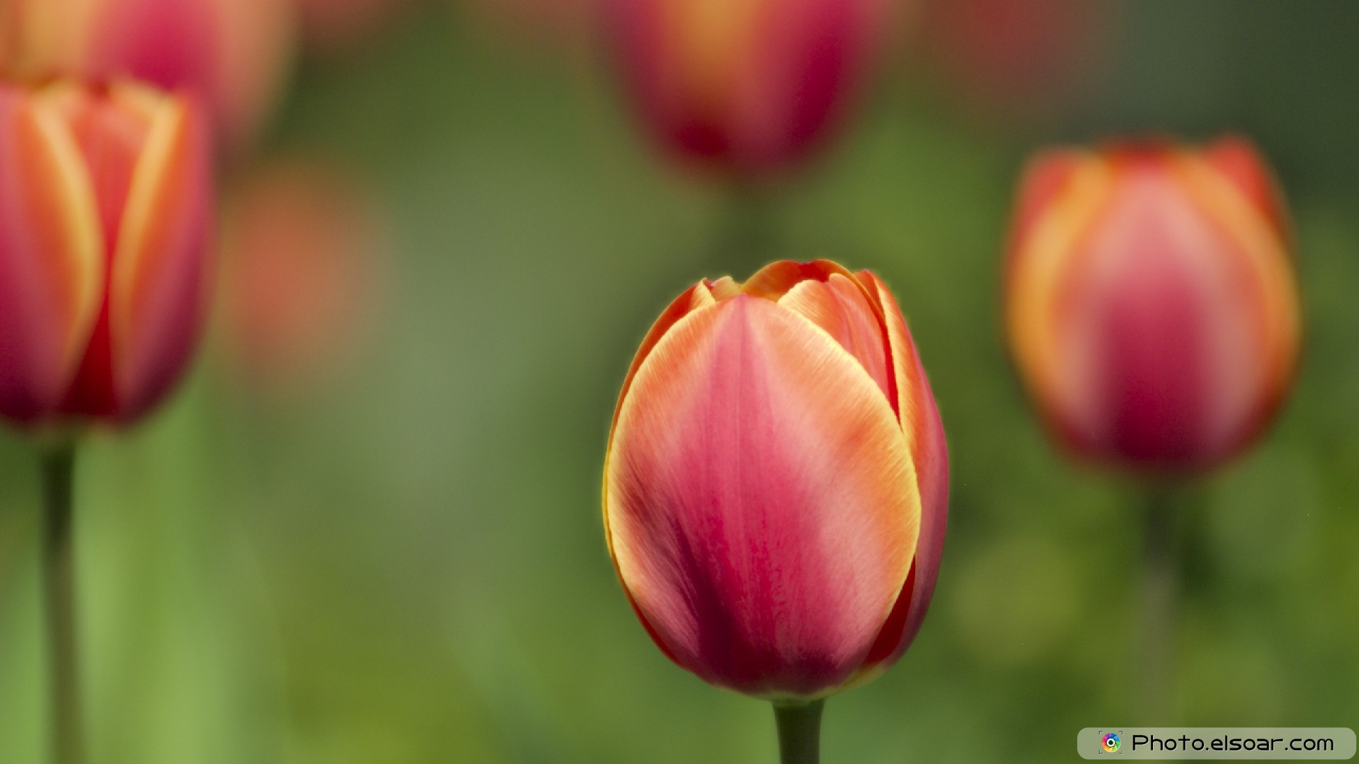 download gratuito di hd di sfondi floreali,pianta fiorita,fiore,tulipano,petalo,pianta