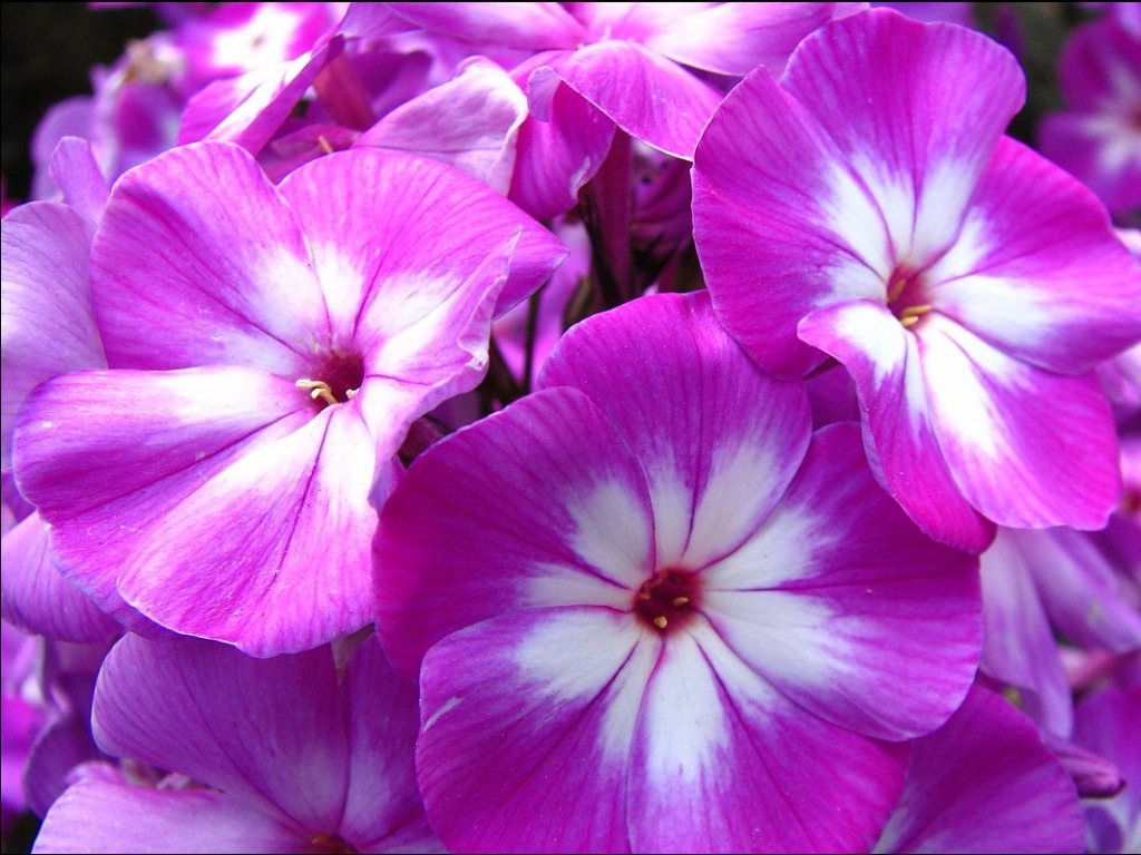 花の壁紙のhdダウンロード無料,花,開花植物,花弁,紫の,バイオレット