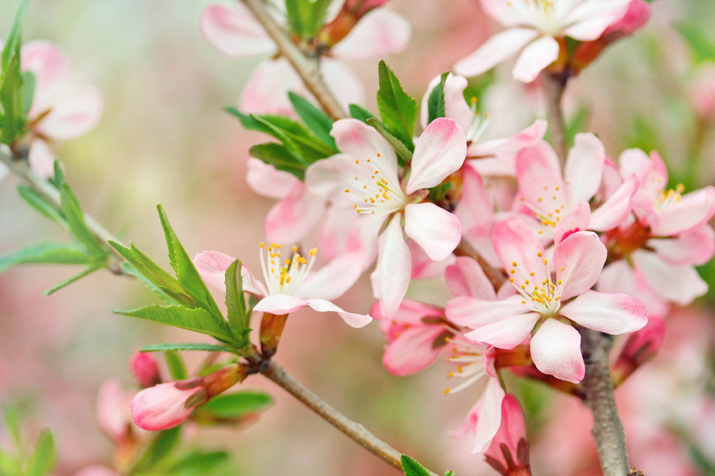 blumentapete hd kostenlos herunterladen,blume,blühende pflanze,pflanze,rosa,blütenblatt