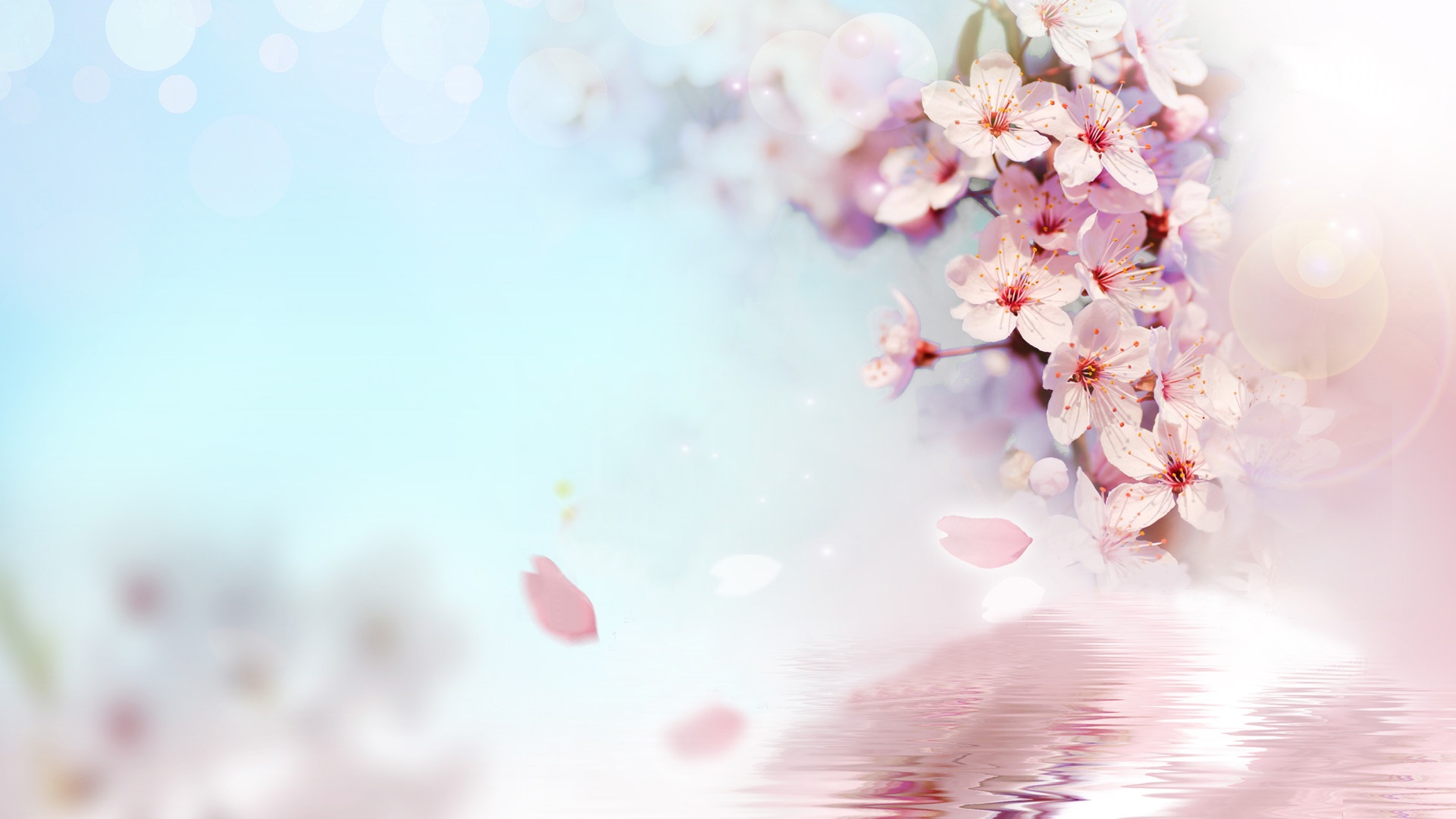 fond d'écran fleur hd téléchargement gratuit,fleur,rose,fleur,fleur de cerisier,printemps