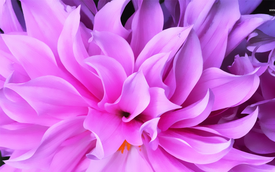 download gratuito di hd di sfondi floreali,petalo,rosa,fiore,viola,lilla