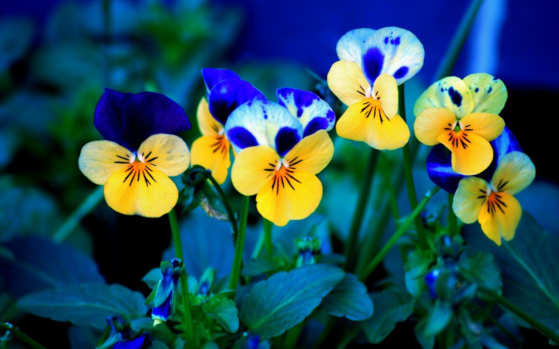 download gratuito di hd di sfondi floreali,fiore,pianta fiorita,viola del pensiero,petalo,giallo