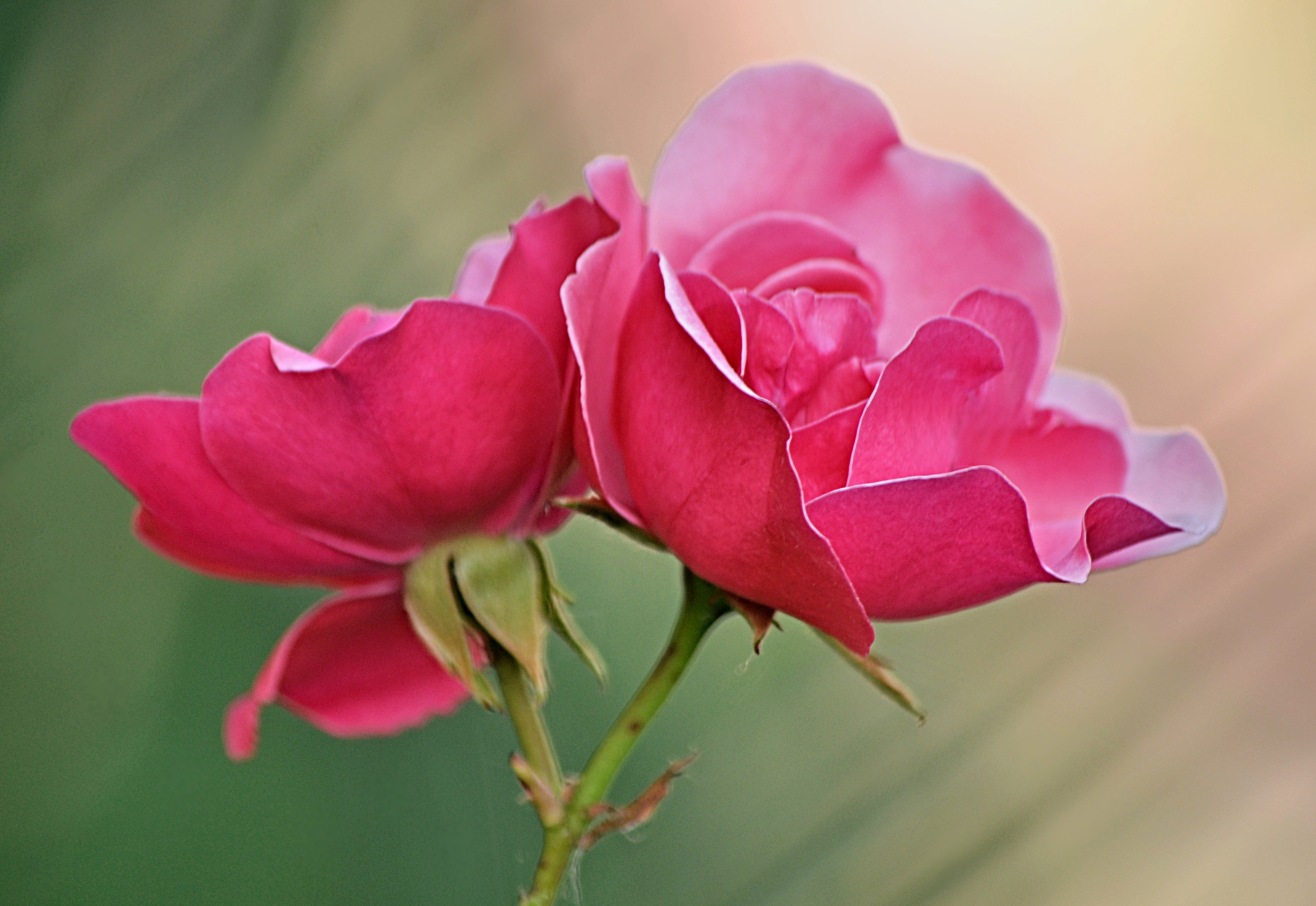 descarga gratuita de papel tapiz de flores,flor,planta floreciendo,pétalo,rosado,rosas de jardín