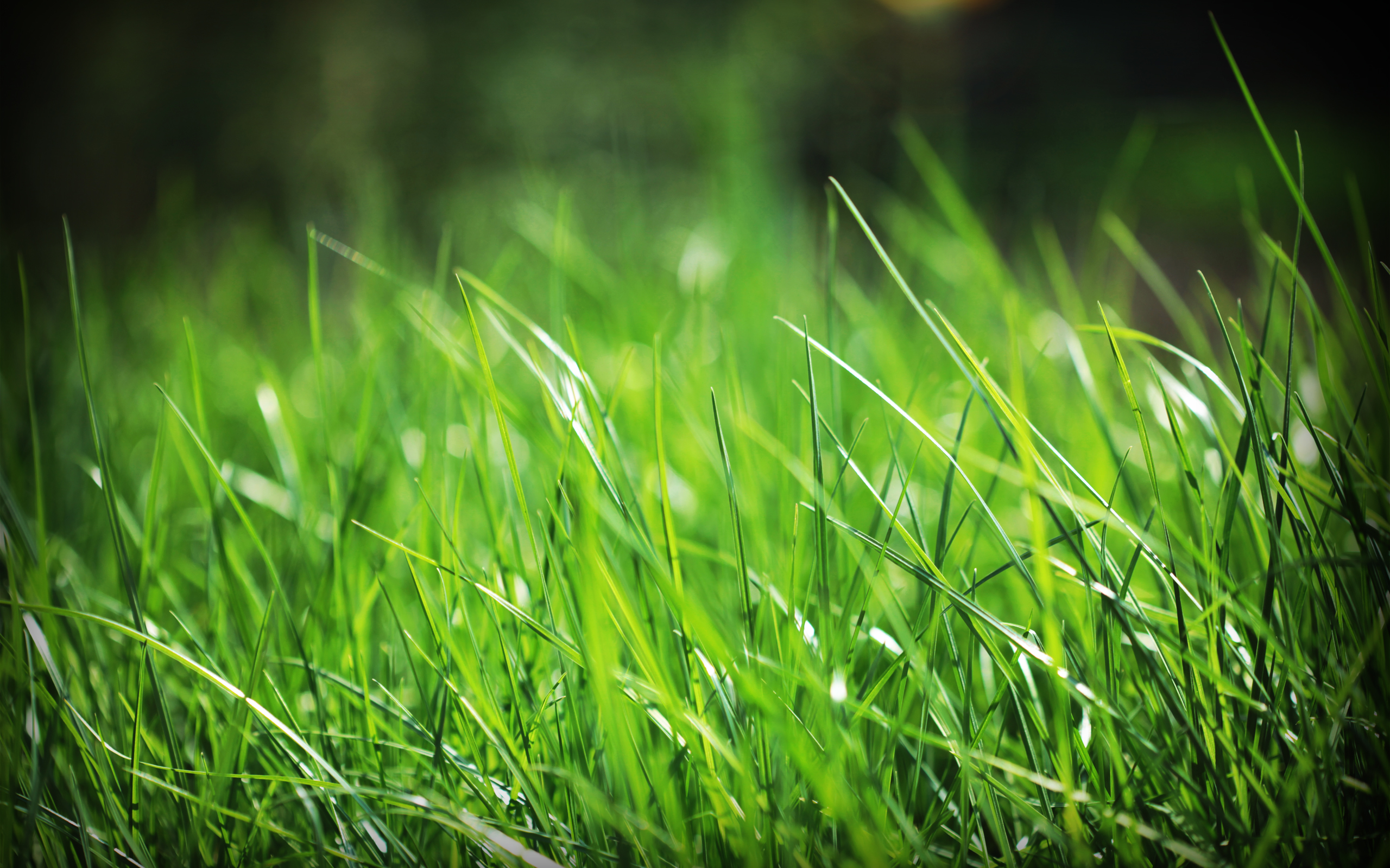 fondo de pantalla de hierba,verde,césped,naturaleza,agua,planta