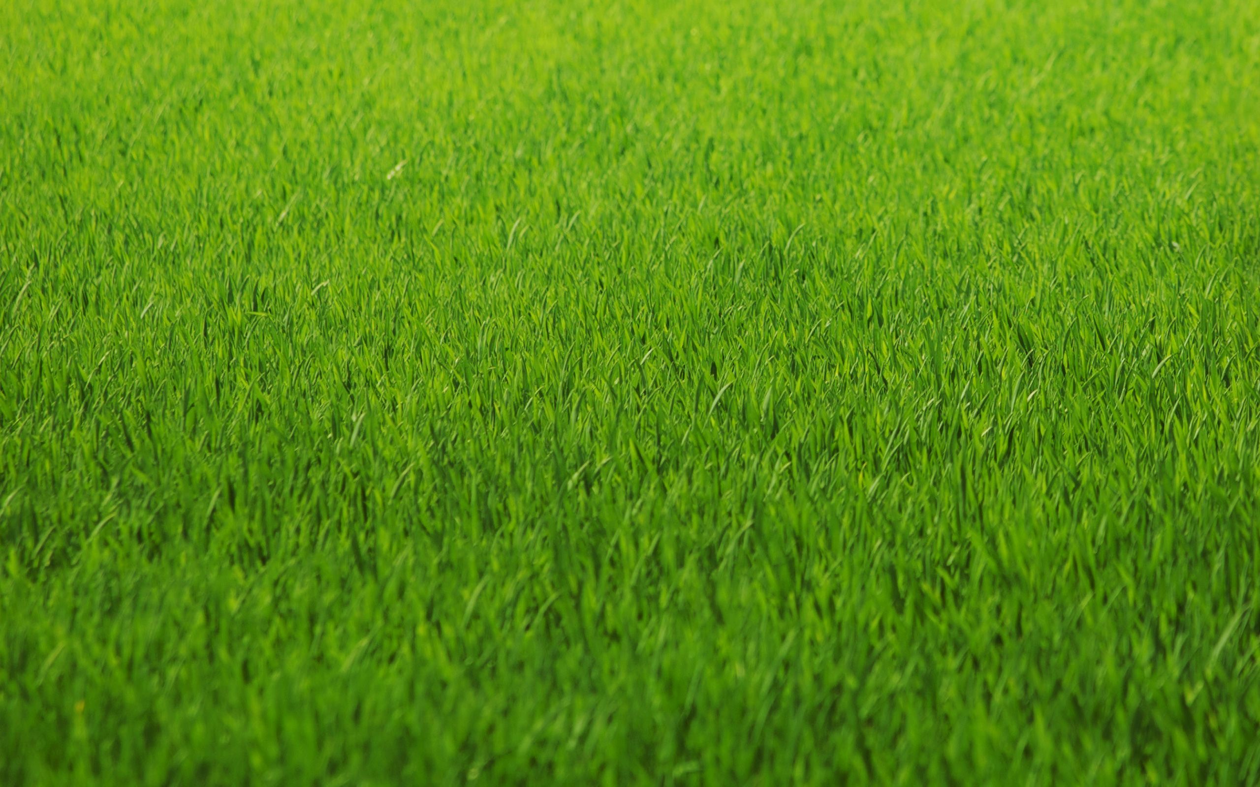 잔디 벽지,초록,잔디,목초지,들,잔디