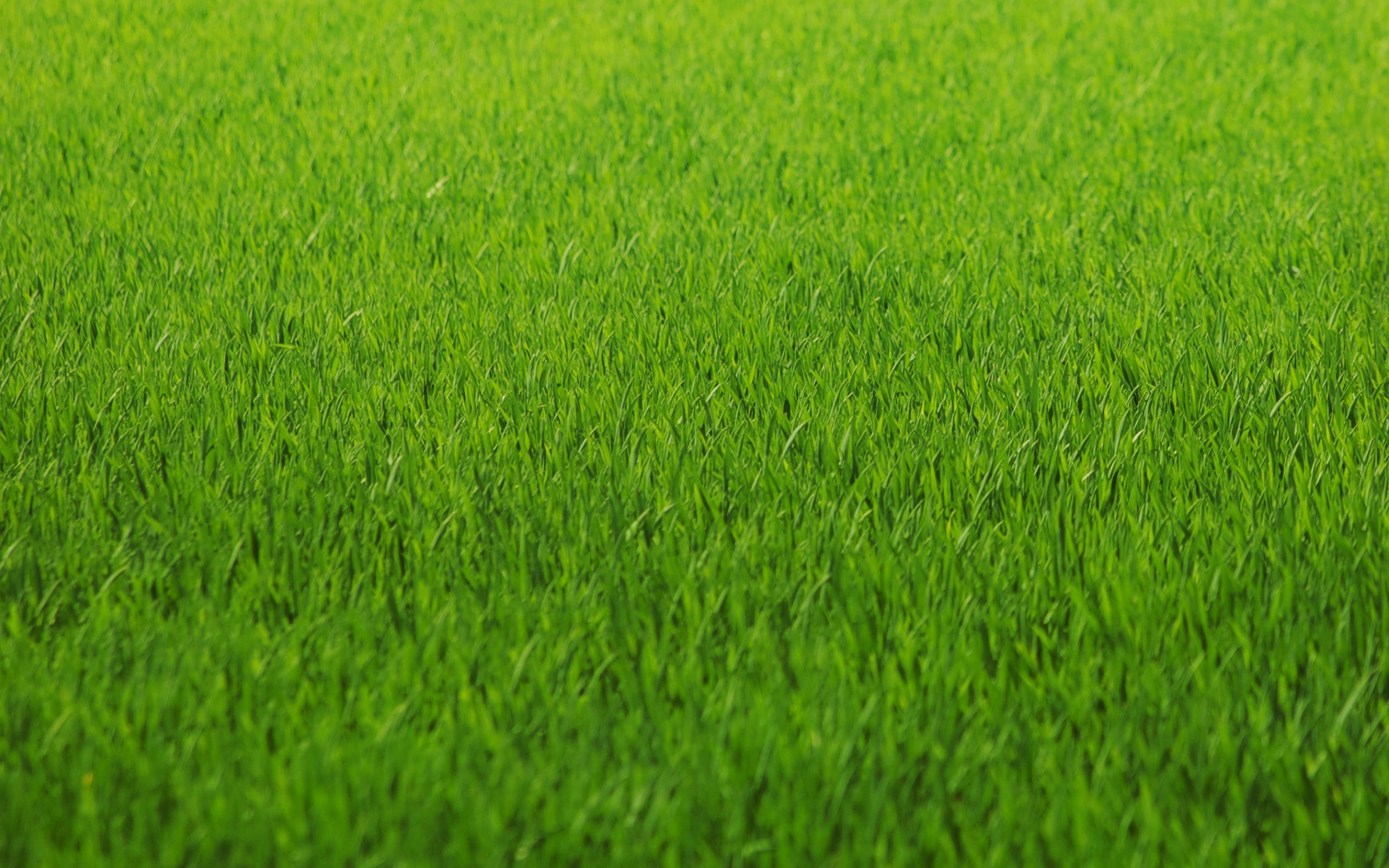 gras tapete,grün,gras,wiese,feld,rasen