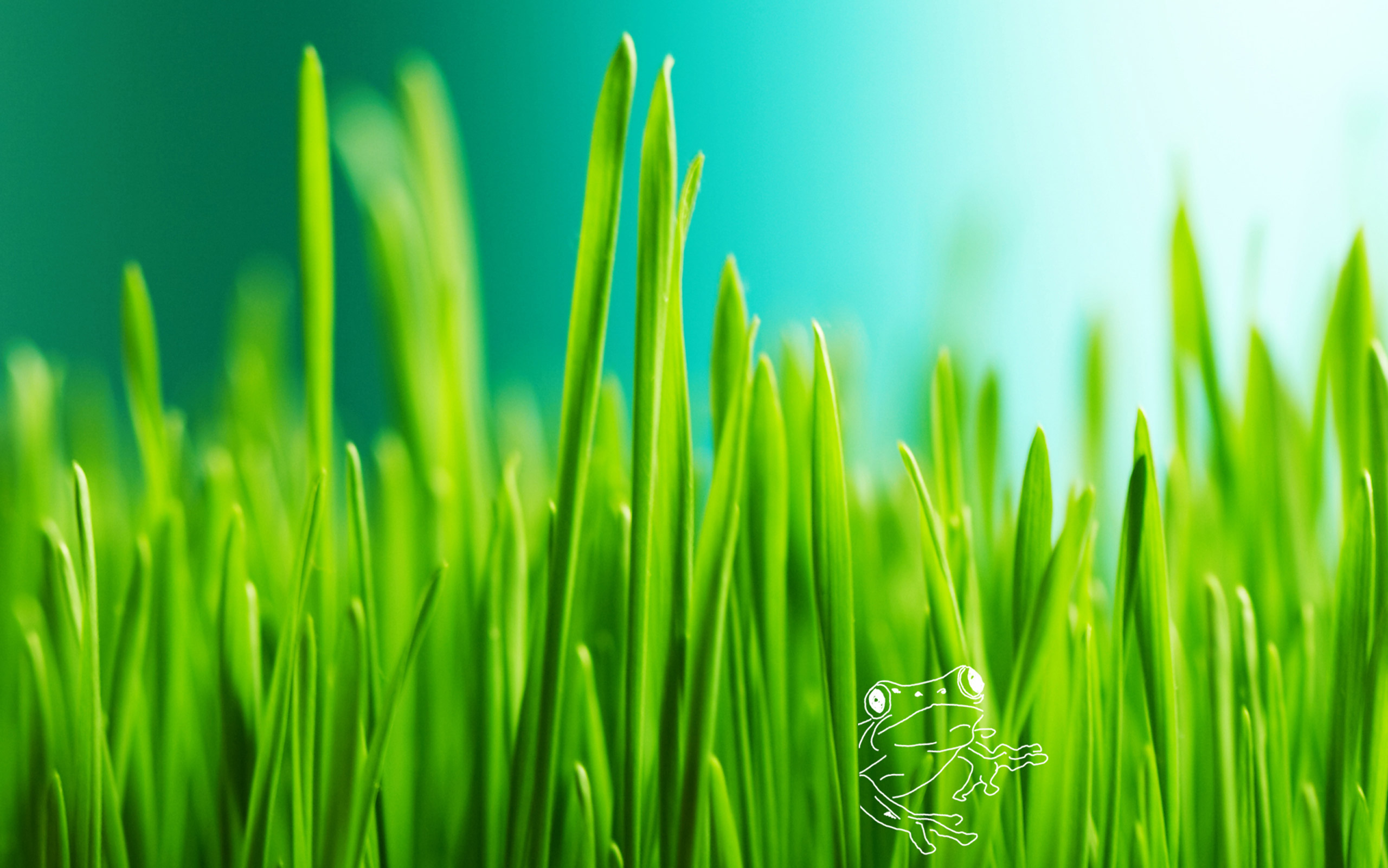 fondo de pantalla de hierba,verde,césped,agua,planta,paisaje natural