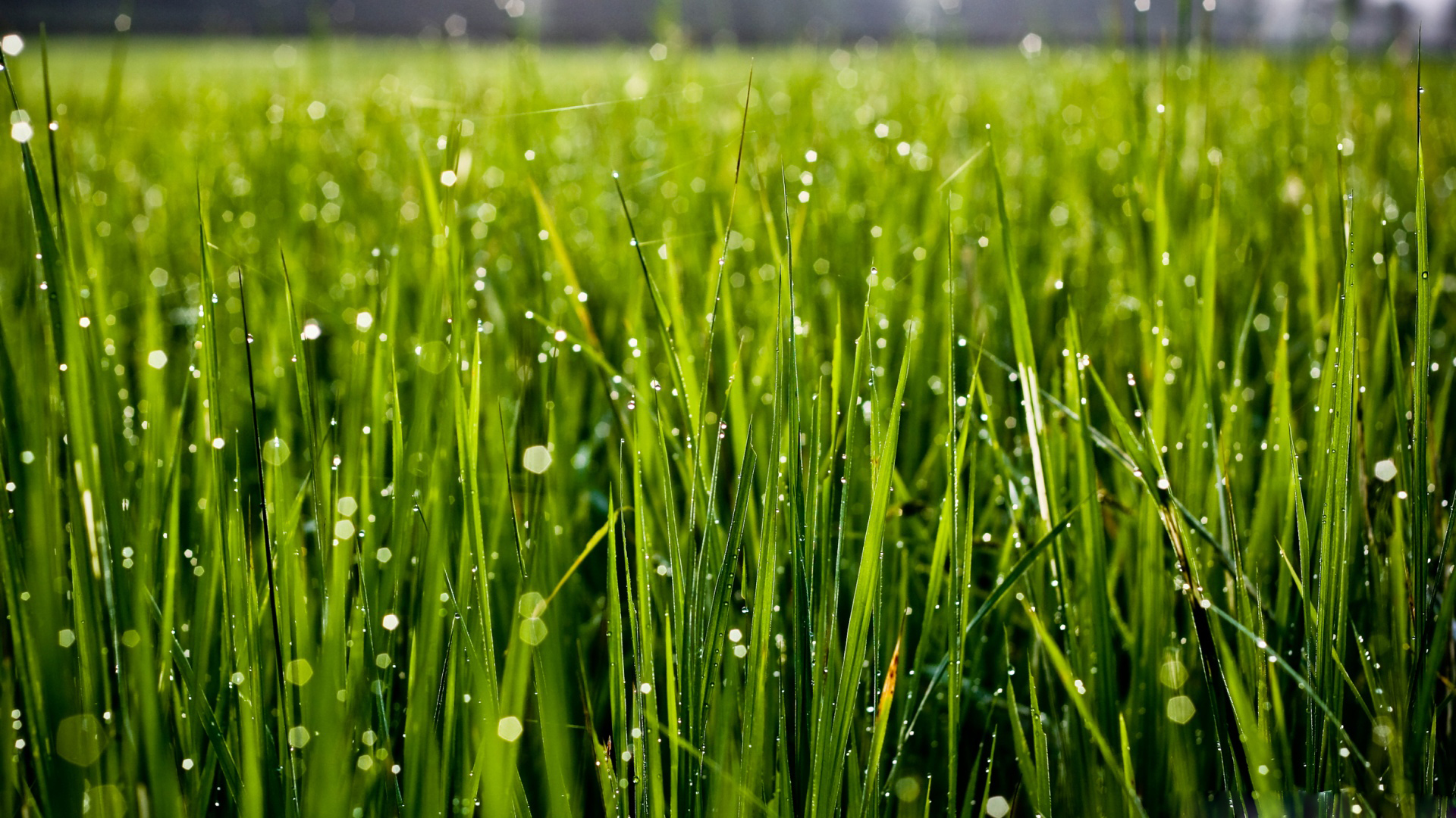 fondo de pantalla de hierba,verde,agua,césped,hierba de trigo,planta
