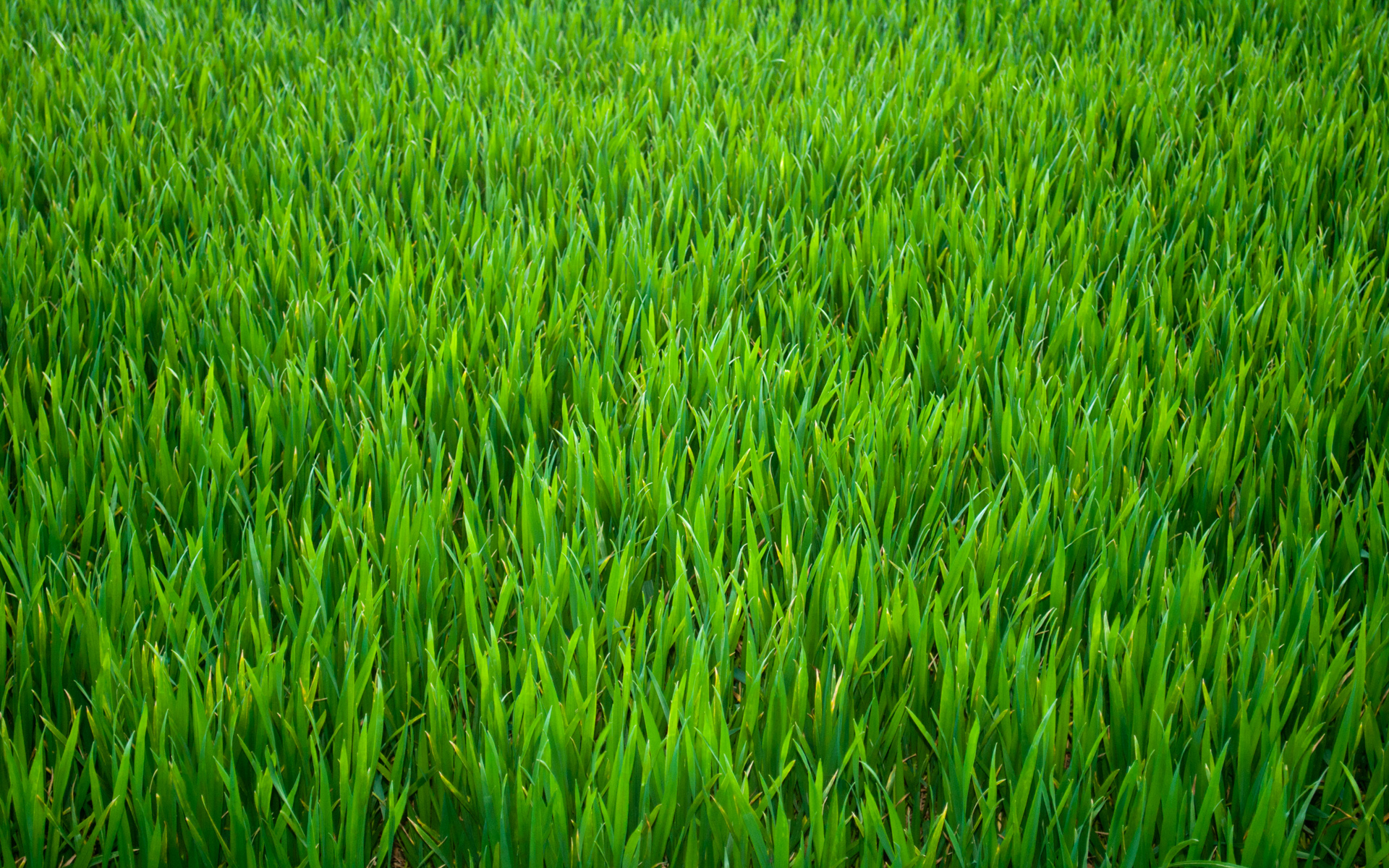 carta da parati in erba,verde,erba,campo,risaia,wheatgrass