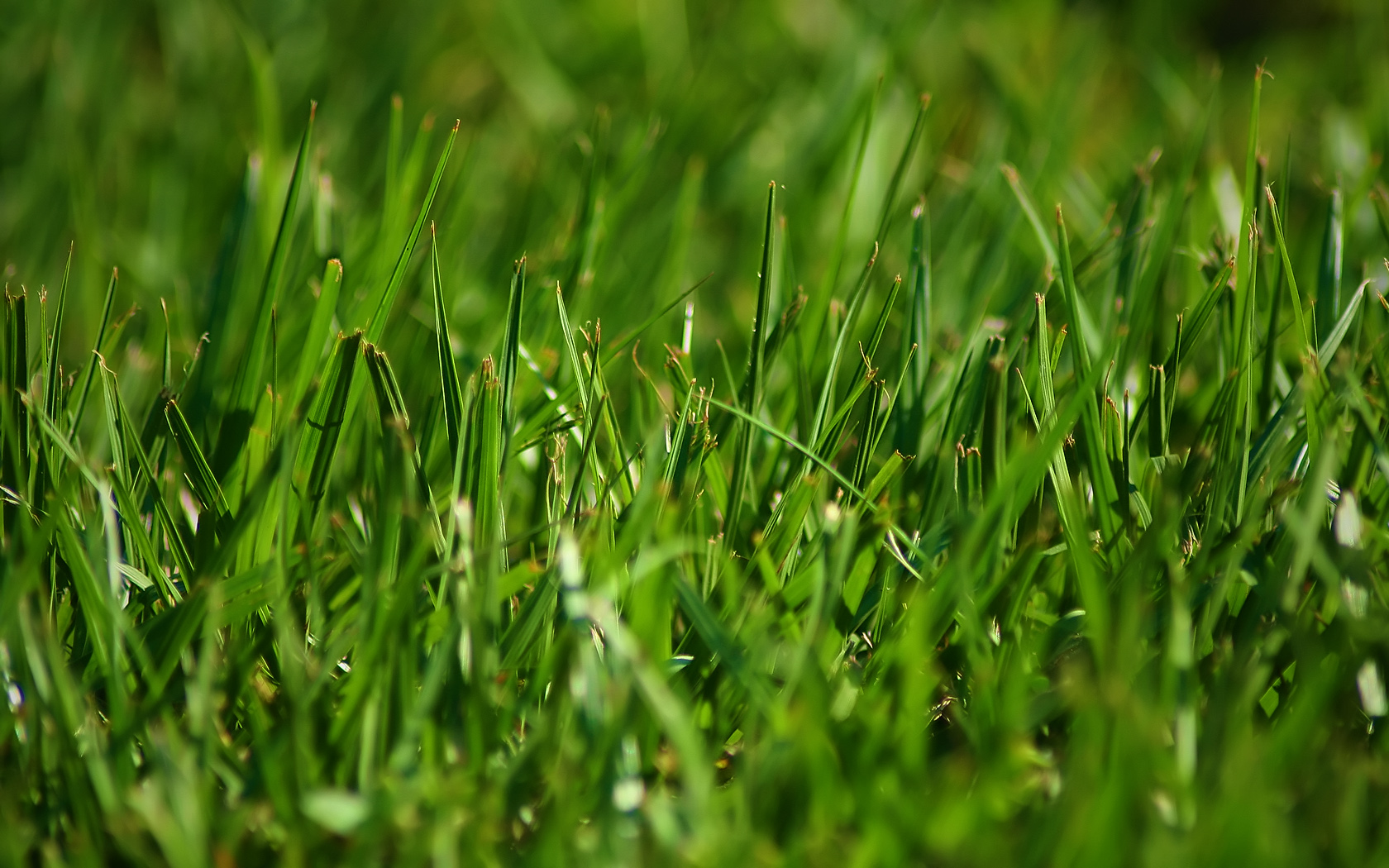 grass wallpaper,green,grass,water,lawn,plant