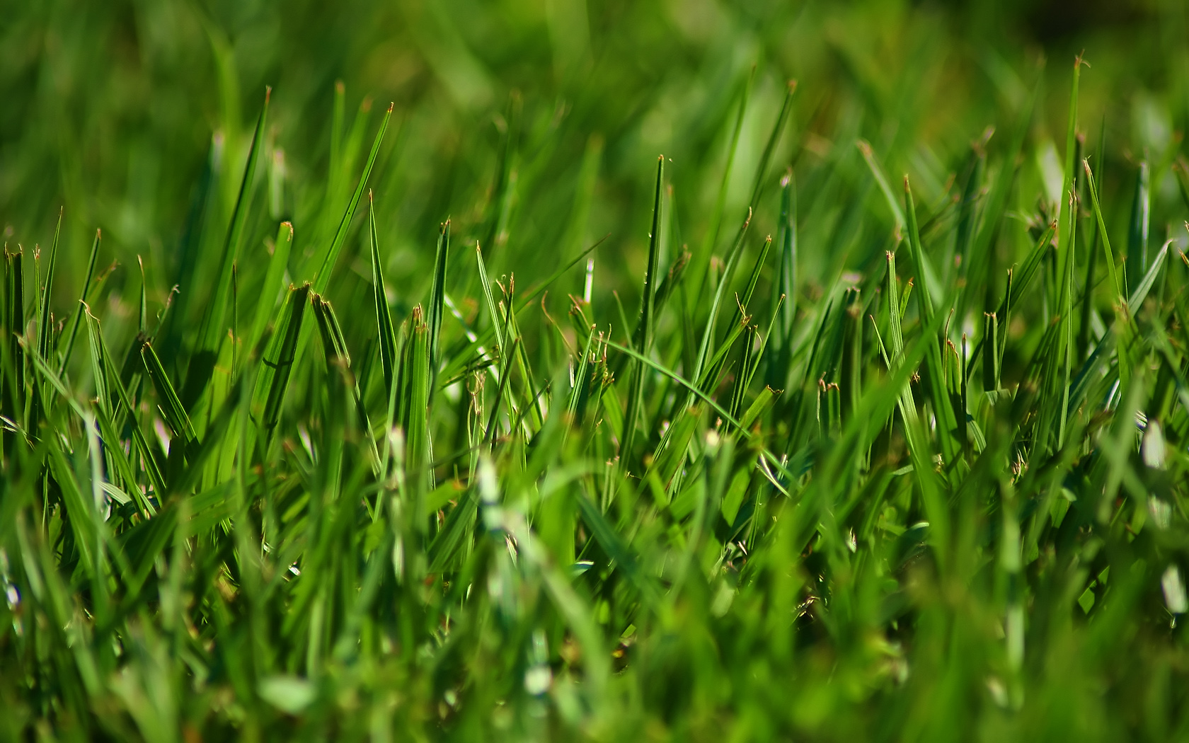 carta da parati in erba,verde,erba,acqua,prato,pianta