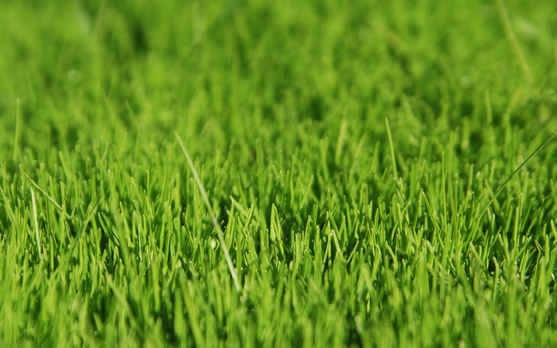 fondo de pantalla de hierba,verde,césped,planta,campo,hierba de trigo