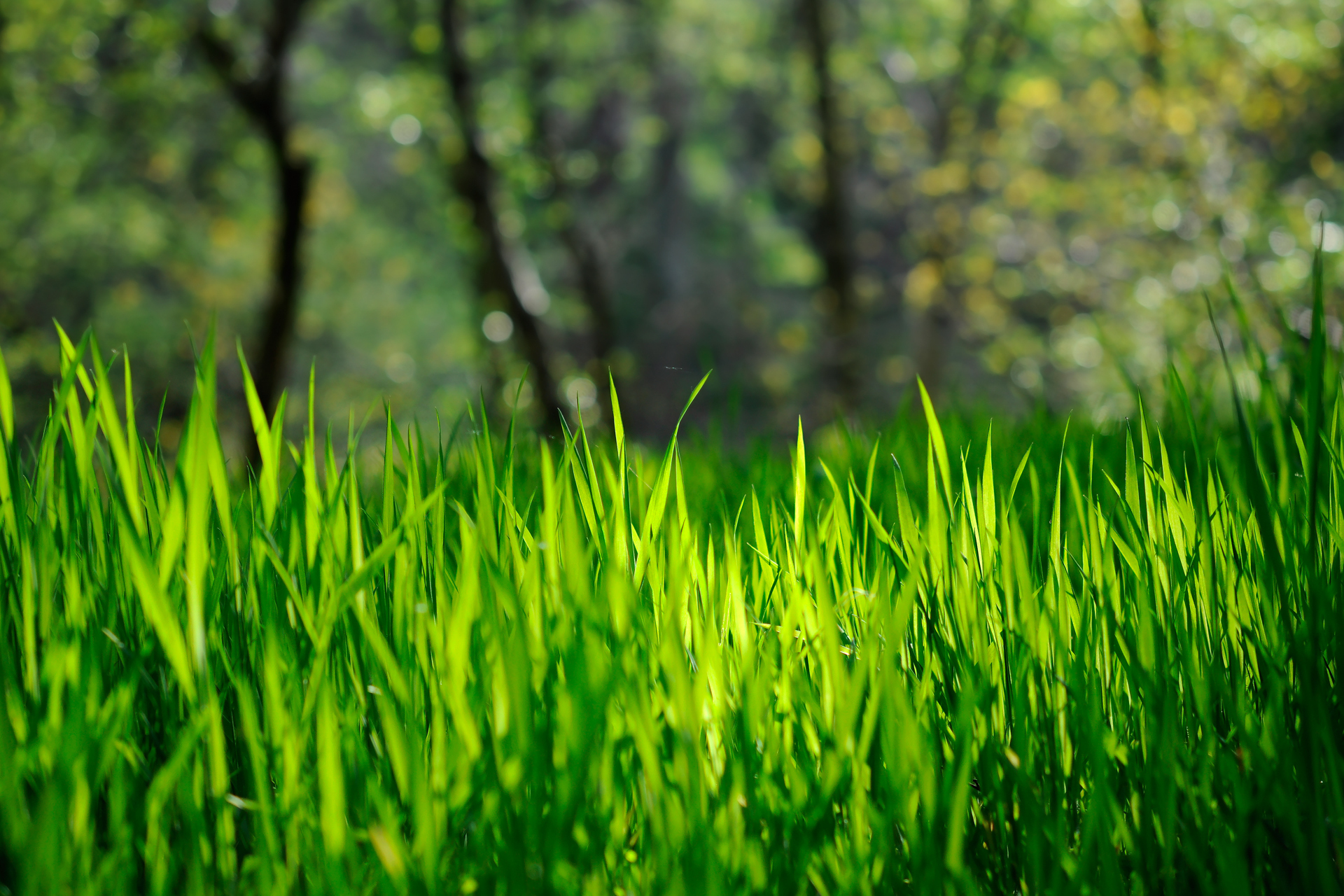 草の壁紙,緑,自然,草,工場,自然の風景