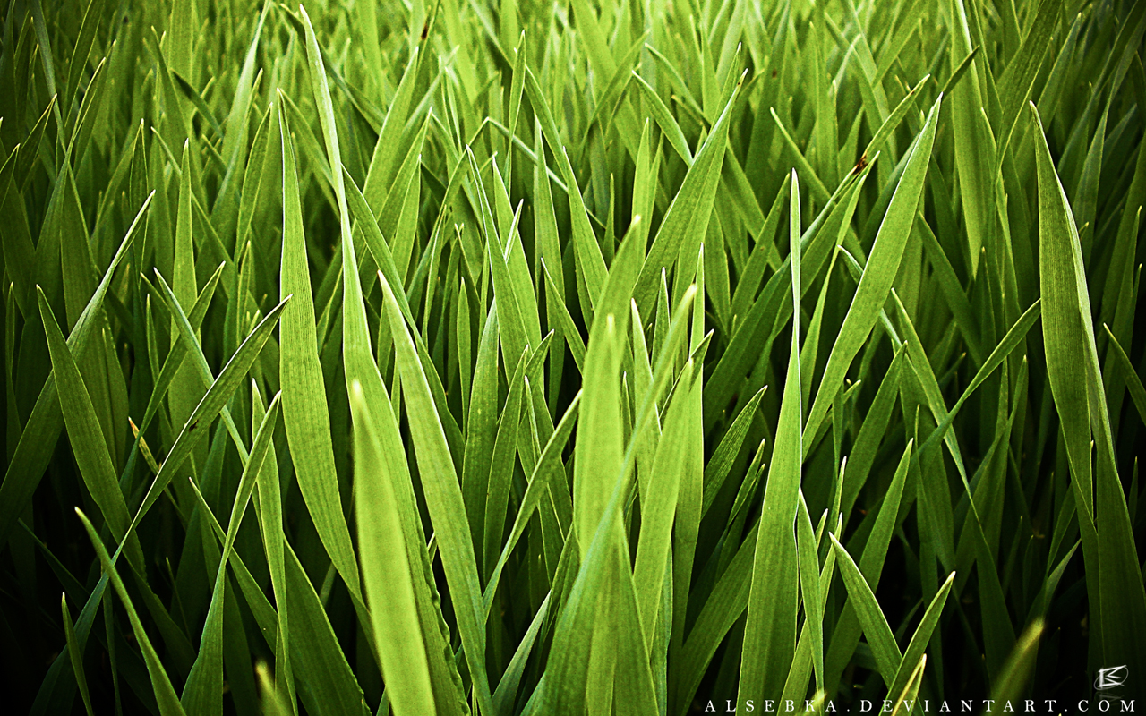 grass wallpaper,green,grass,plant,vegetation,leaf