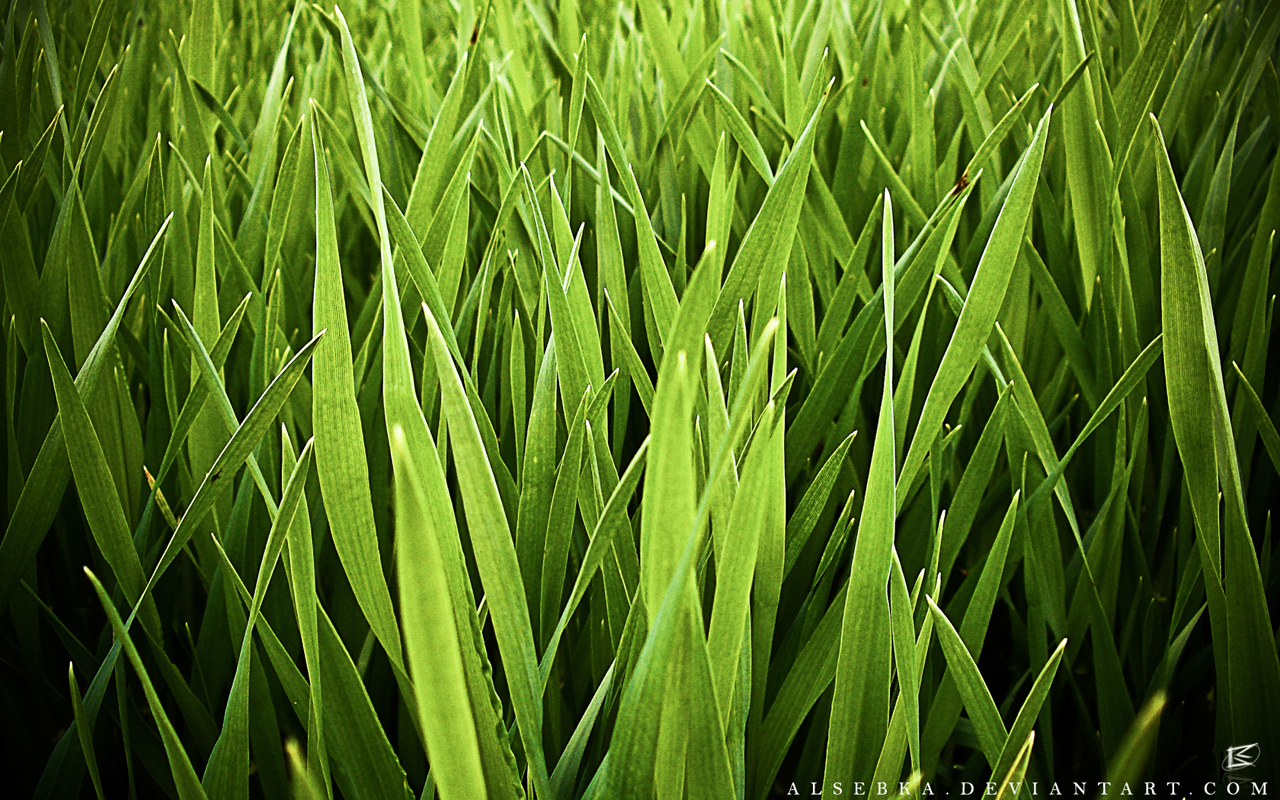 papier peint herbe,vert,herbe,plante,feuille,famille d'herbe