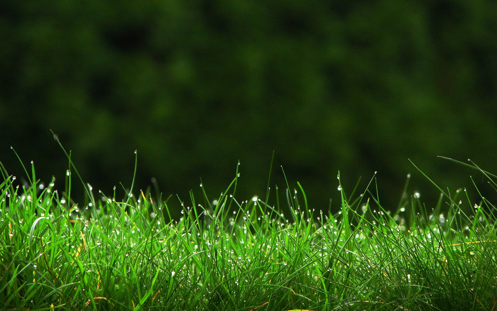 fondo de pantalla de hierba,verde,césped,naturaleza,agua,paisaje natural