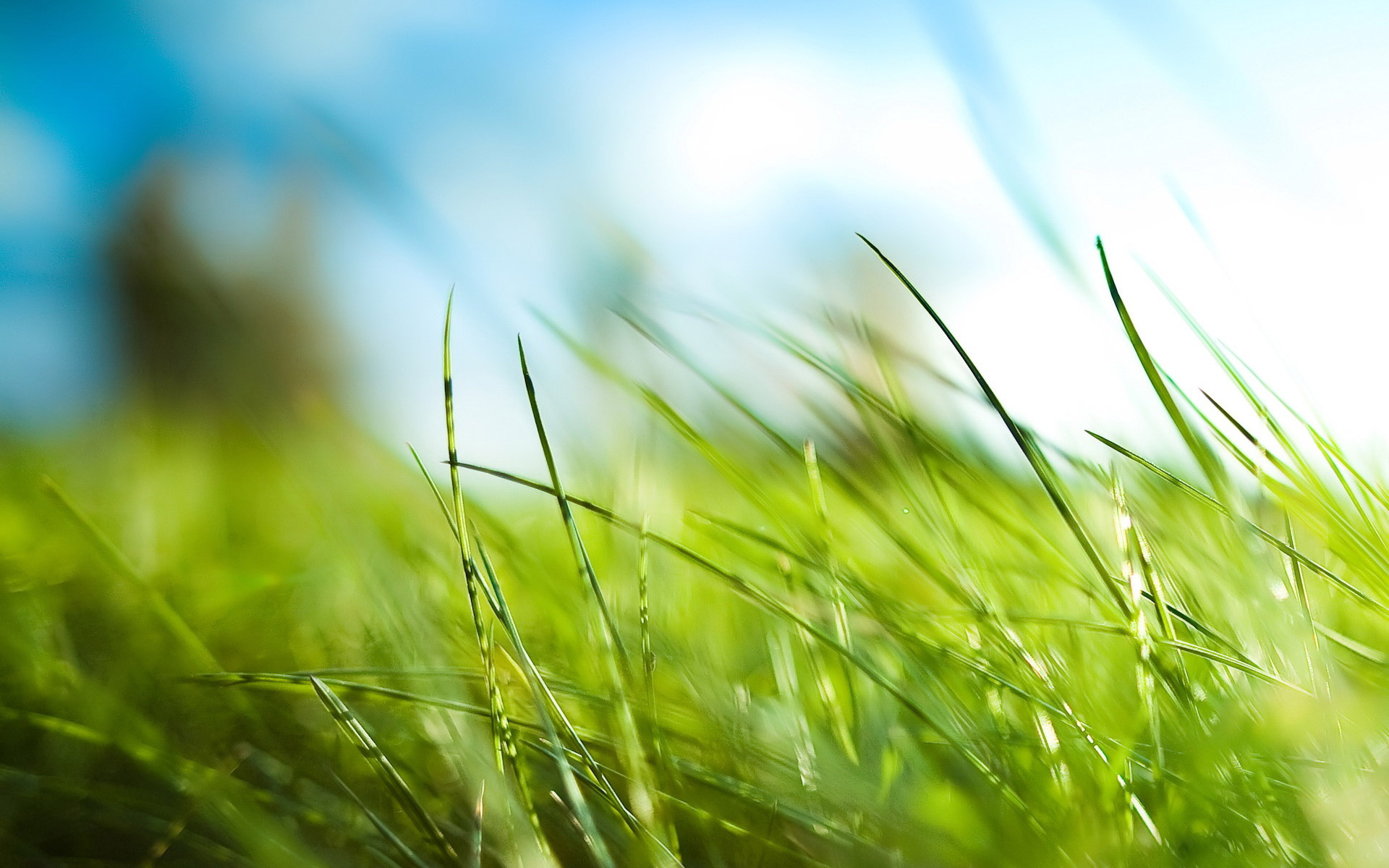 grass wallpaper,grass,nature,green,natural landscape,plant