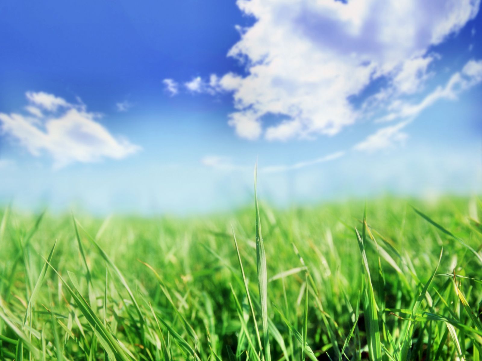 fondo de pantalla de hierba,cielo,paisaje natural,naturaleza,césped,verde