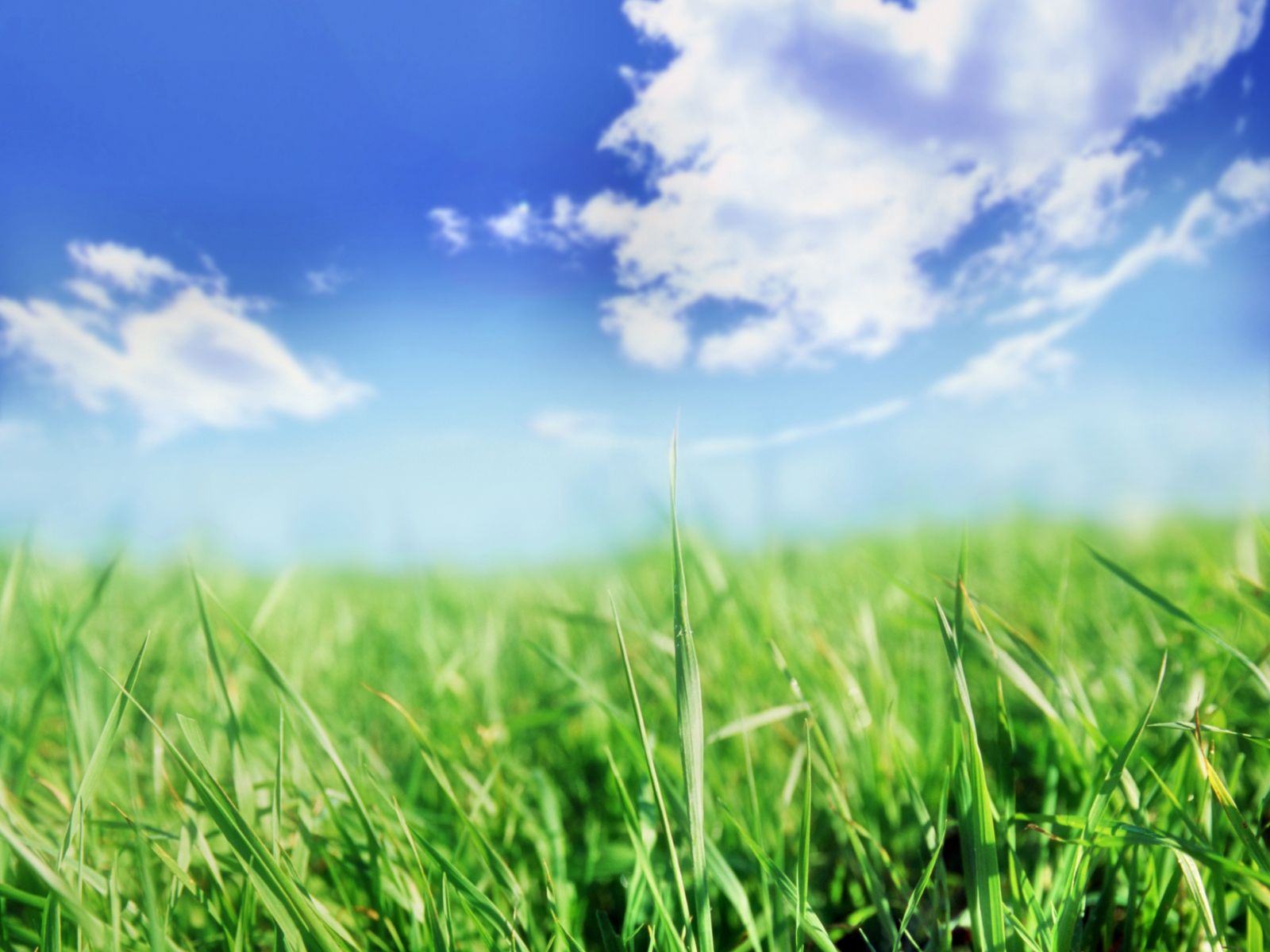 gras tapete,himmel,natürliche landschaft,natur,gras,grün