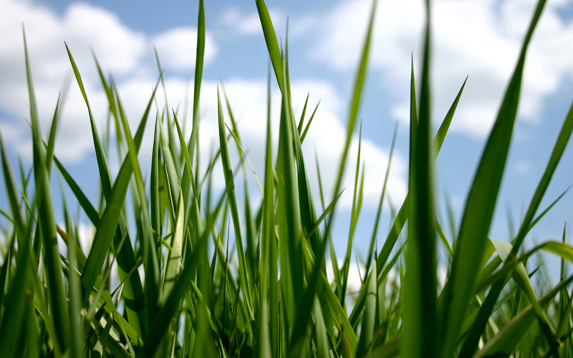fondo de pantalla de hierba,césped,planta,verde,agua,hierba de trigo