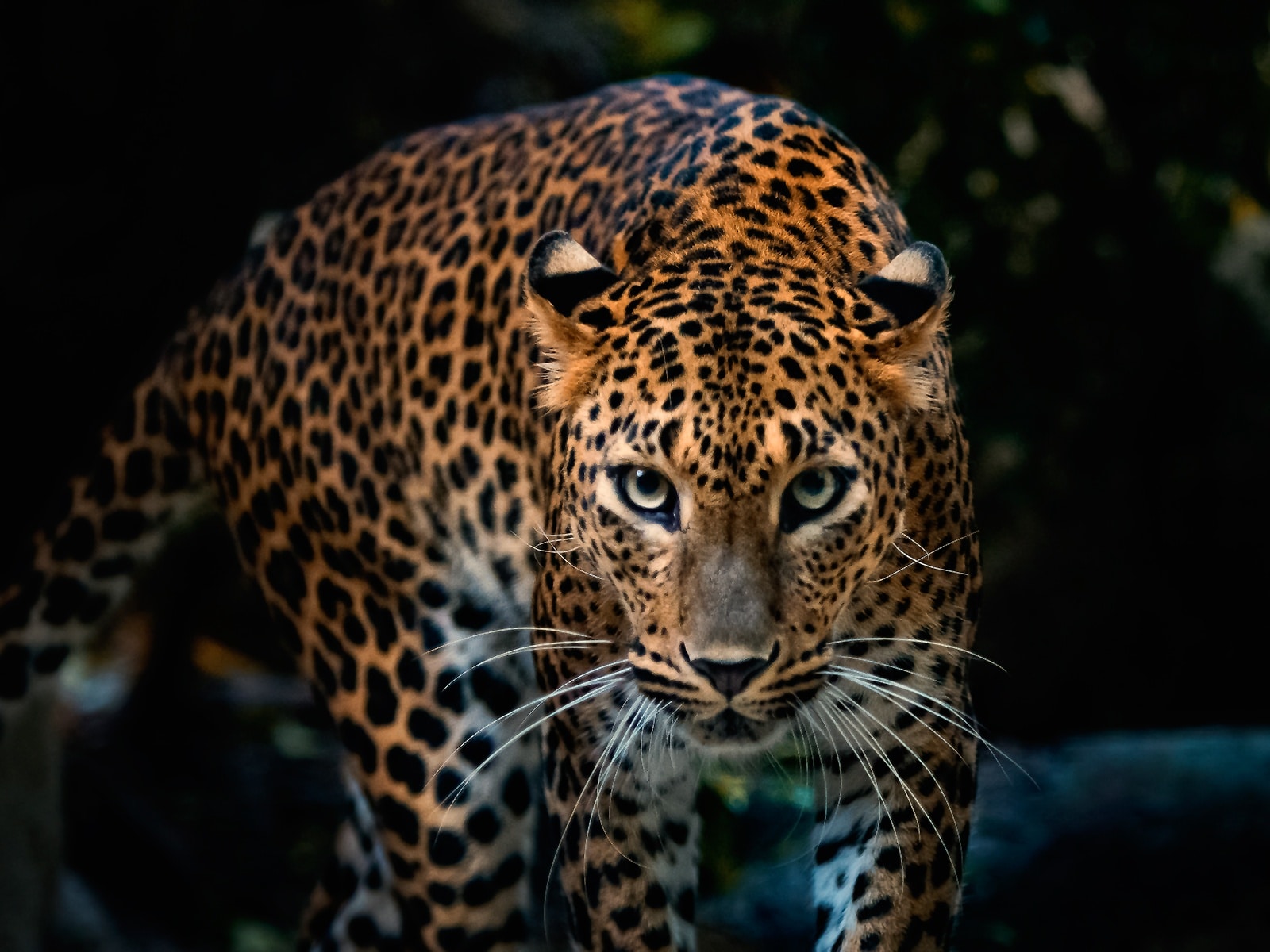 papier peint léopard,animal terrestre,jaguar,faune,léopard,félidés