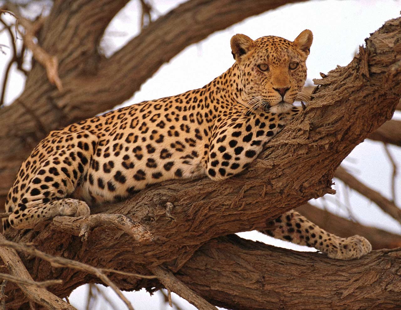 leopard wallpaper,terrestrial animal,mammal,vertebrate,leopard,wildlife