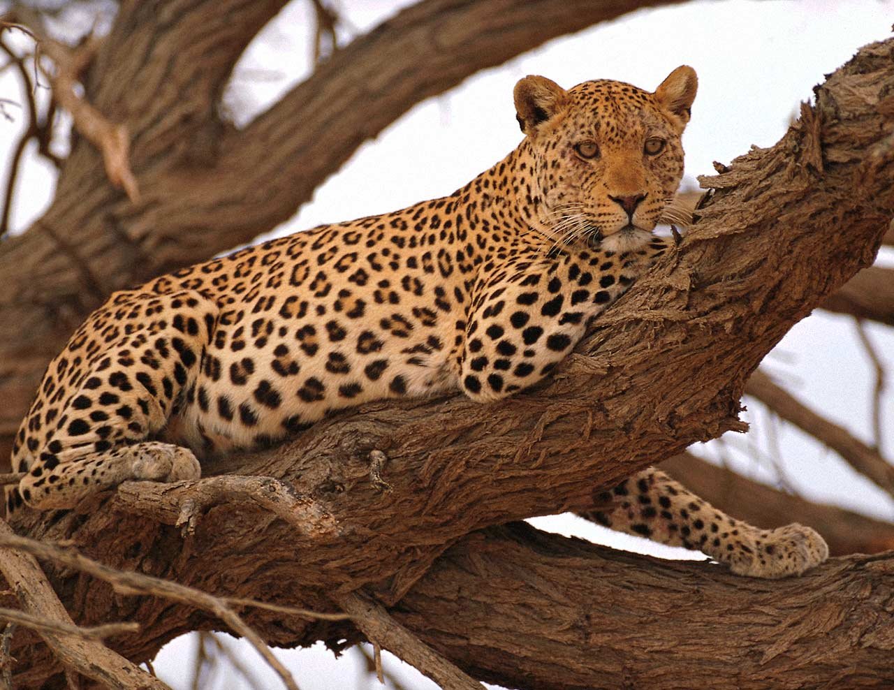 papier peint léopard,animal terrestre,léopard,faune,félidés,jaguar