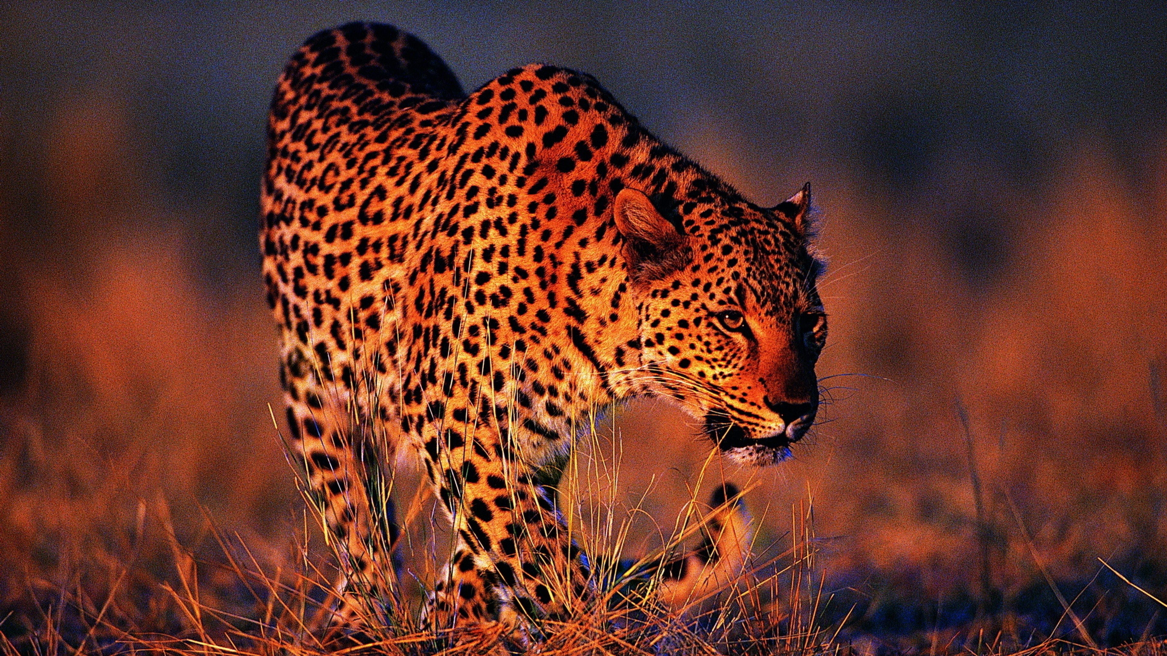 carta da parati leopardo,animale terrestre,natura,leopardo,felidae,ghepardo