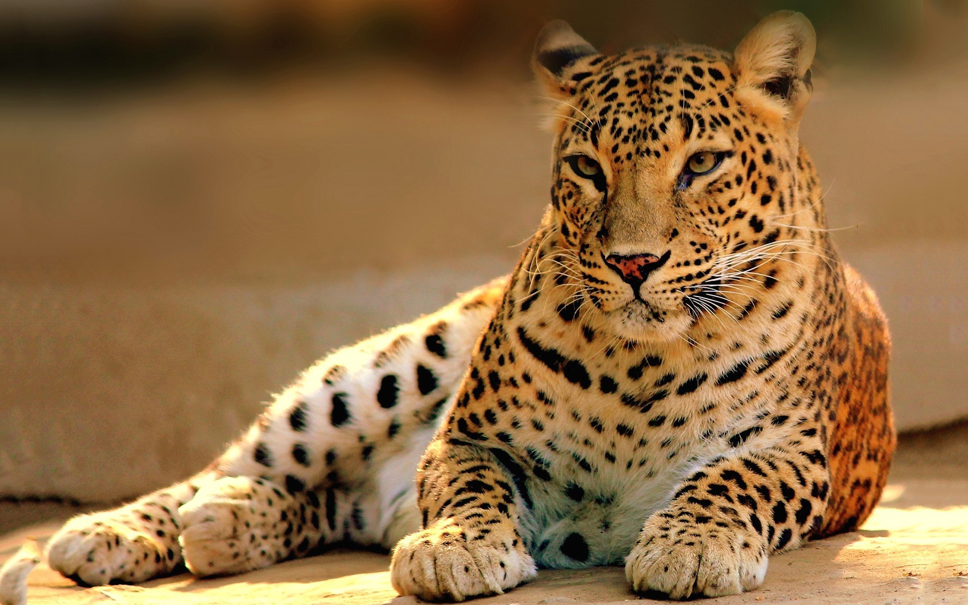 carta da parati leopardo,animale terrestre,natura,leopardo,felidae,giaguaro