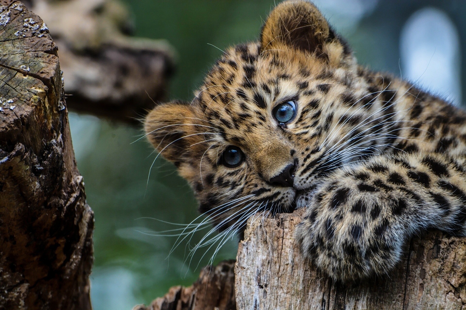 carta da parati leopardo,animale terrestre,natura,leopardo,felidae,barba