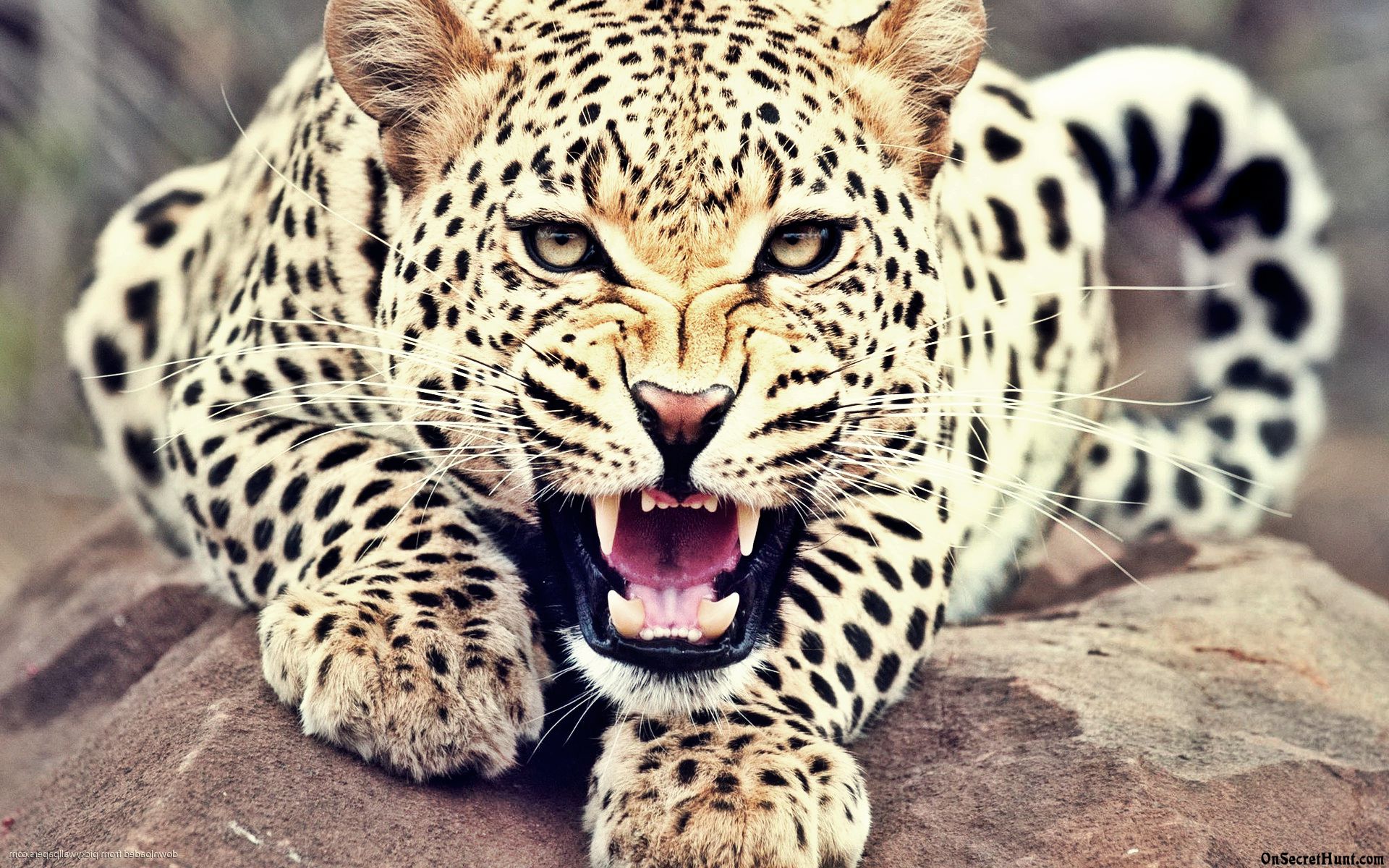 carta da parati leopardo,animale terrestre,natura,leopardo,felidae,giaguaro