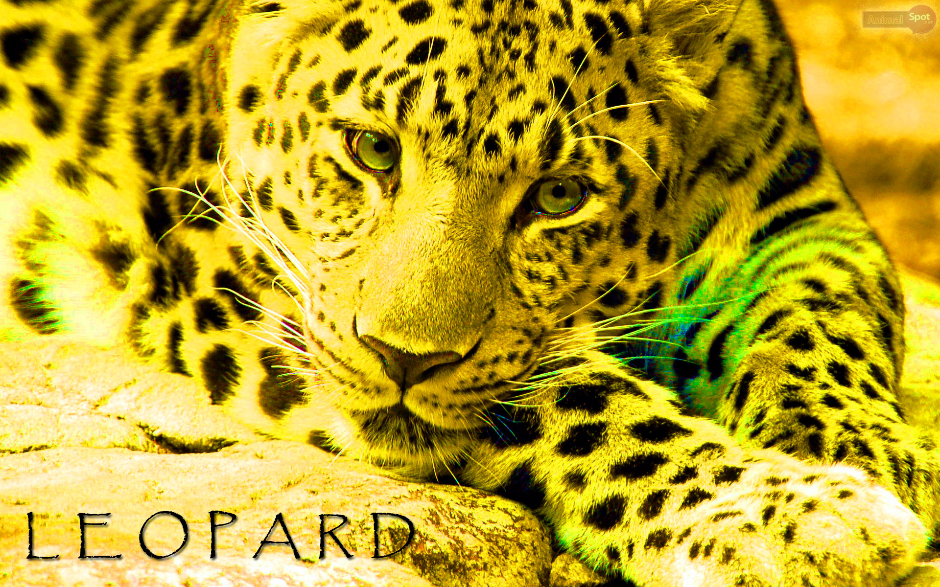 papel pintado de leopardo,animal terrestre,fauna silvestre,leopardo,felidae,jaguar