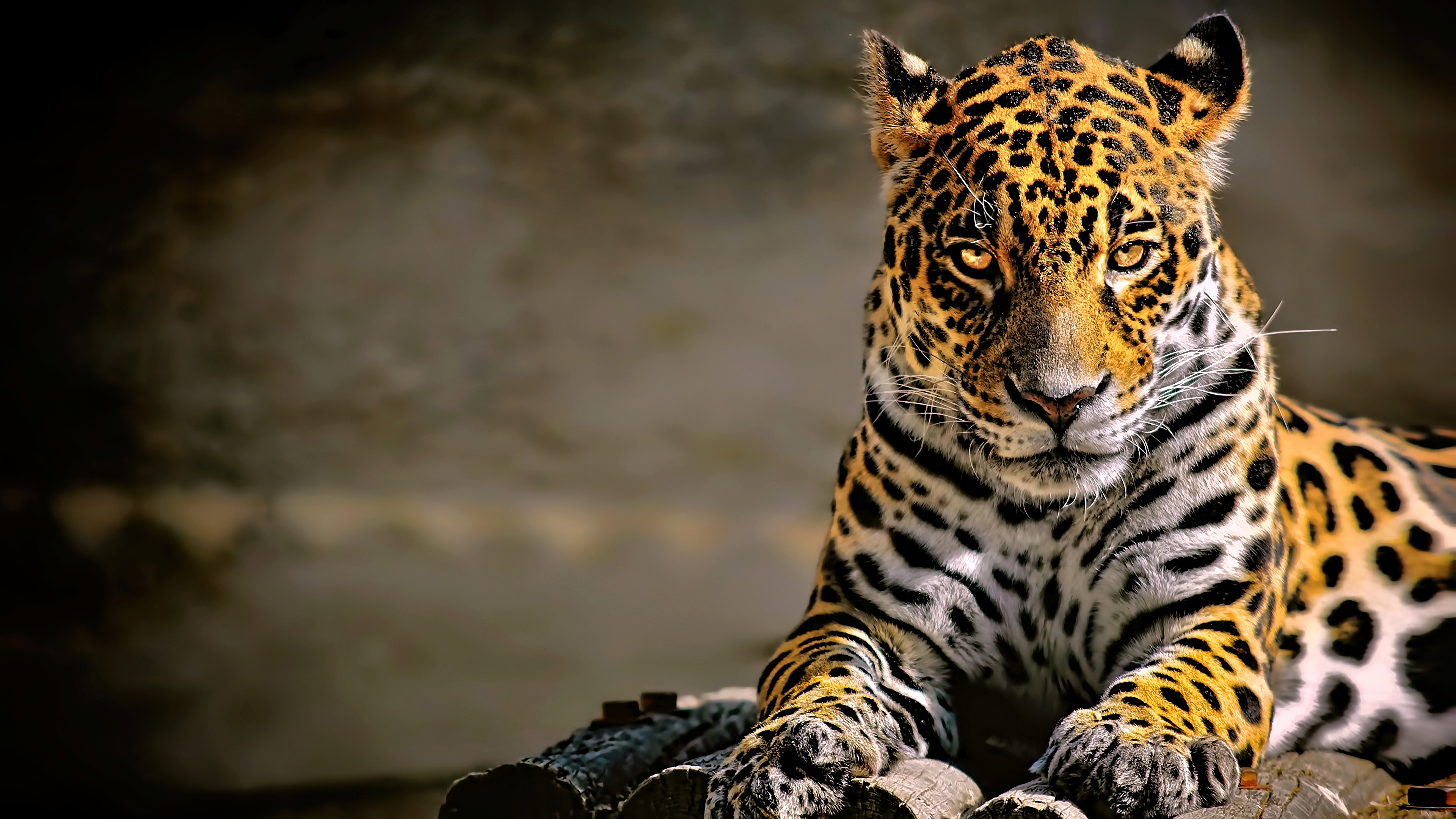 papier peint léopard,faune,animal terrestre,jaguar,félidés,moustaches