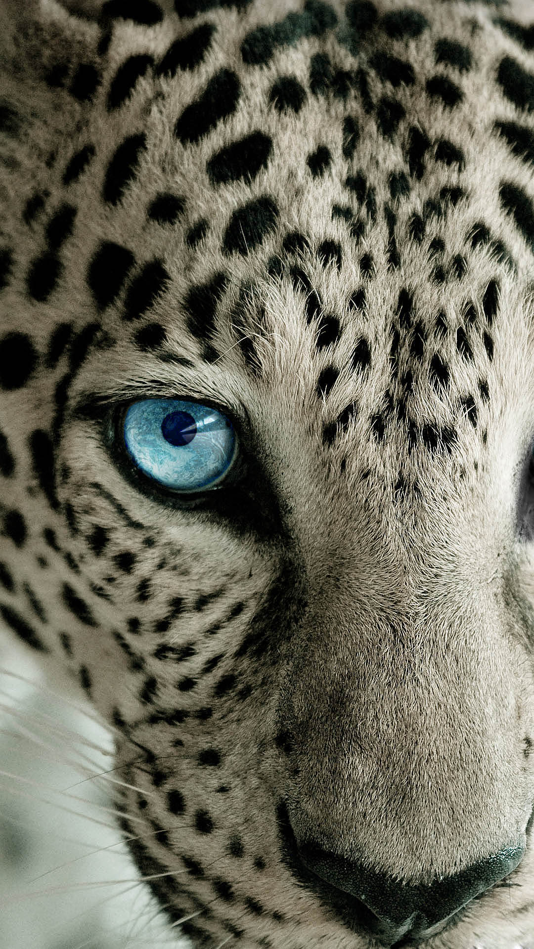 leopard wallpaper,terrestrial animal,wildlife,felidae,whiskers,cheetah