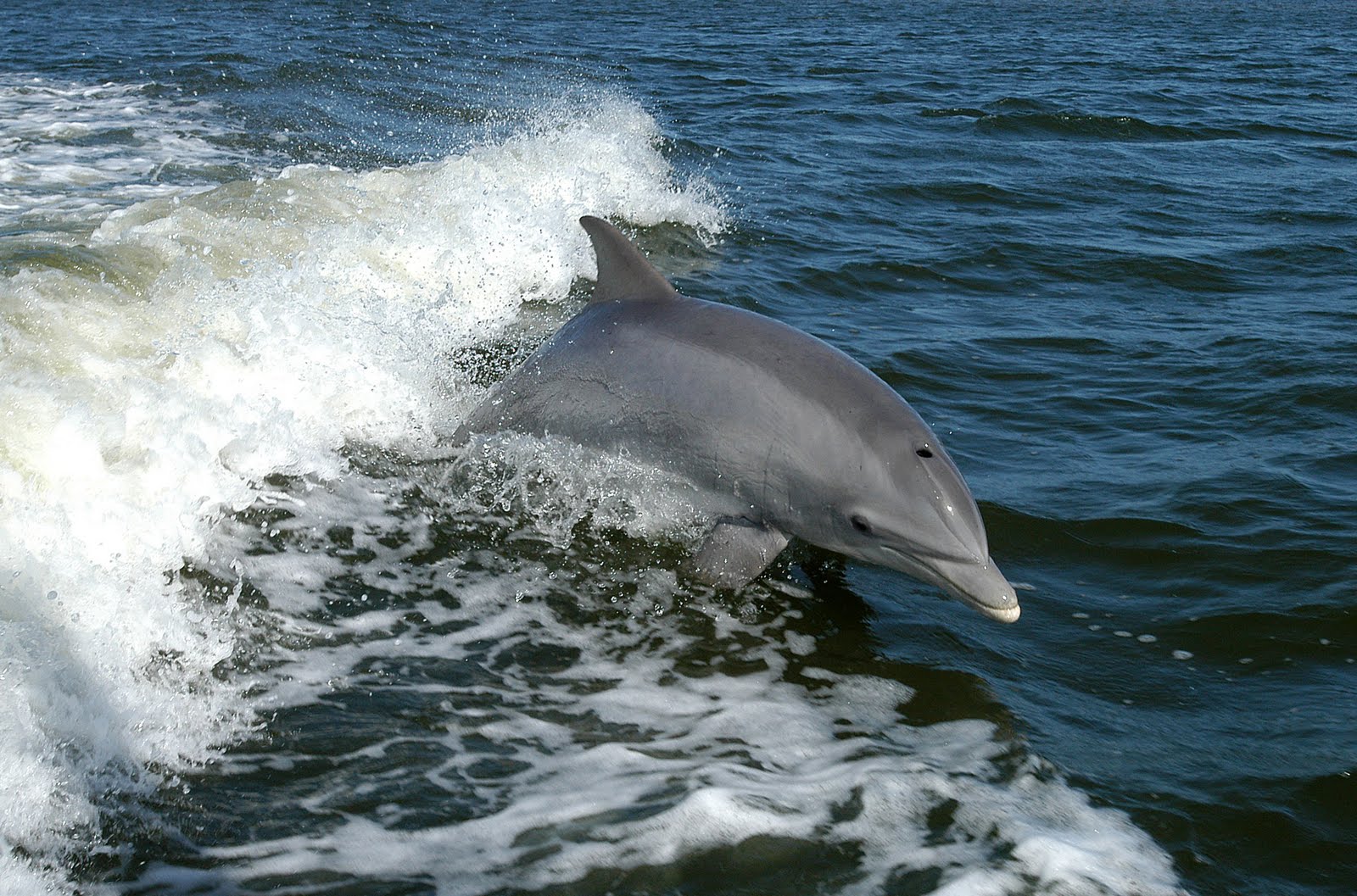 dolphin wallpaper,vertebrate,bottlenose dolphin,mammal,dolphin,marine mammal