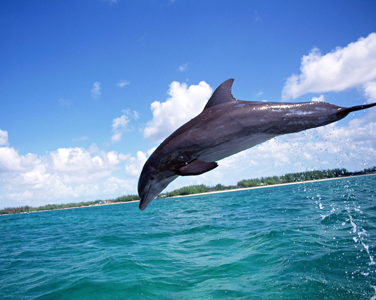 dolphin wallpaper,dolphin,common bottlenose dolphin,bottlenose dolphin,short beaked common dolphin,marine mammal