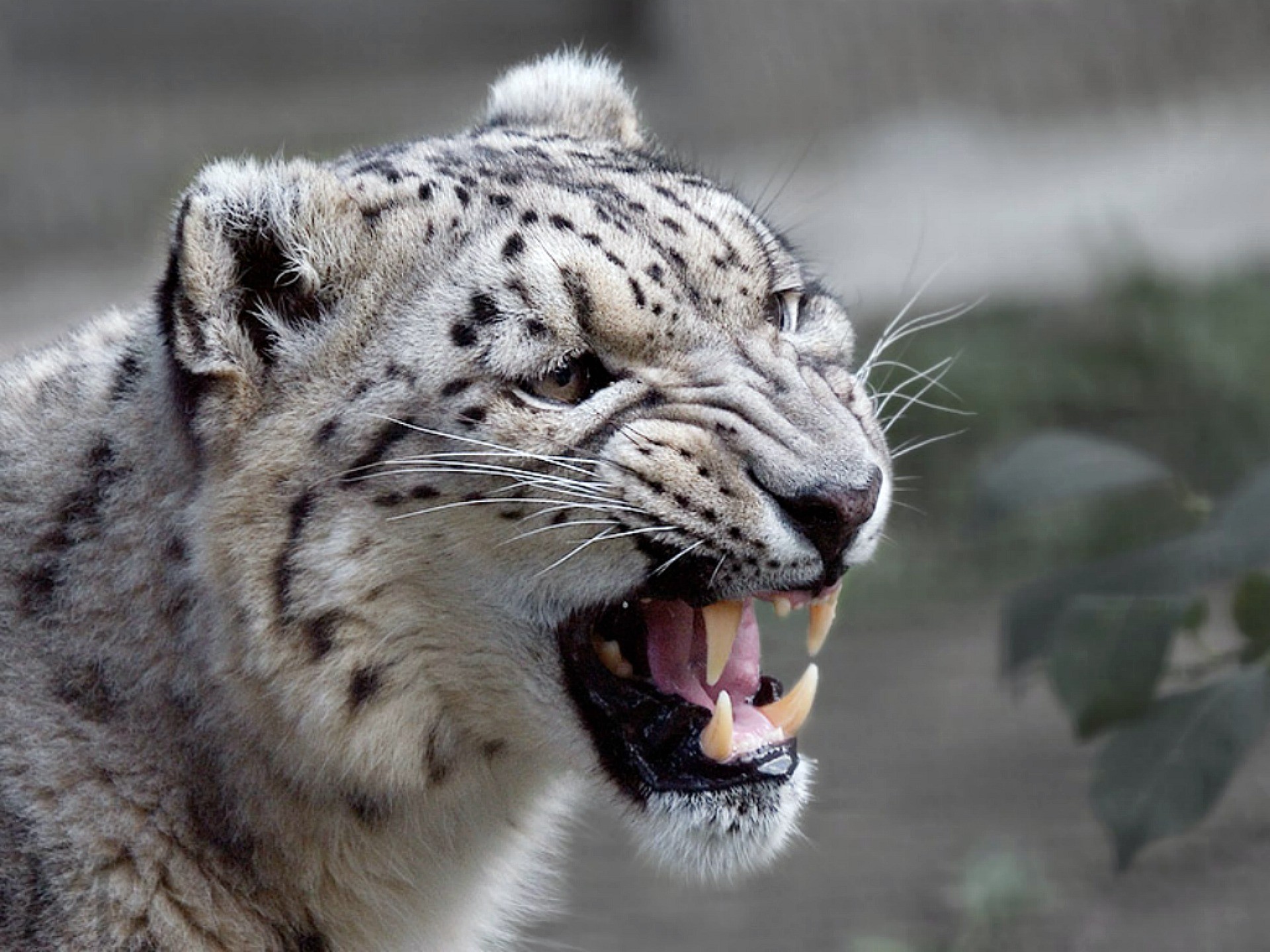 ユキヒョウの壁紙,陸生動物,ユキヒョウ,野生動物,ネコ科,ひげ