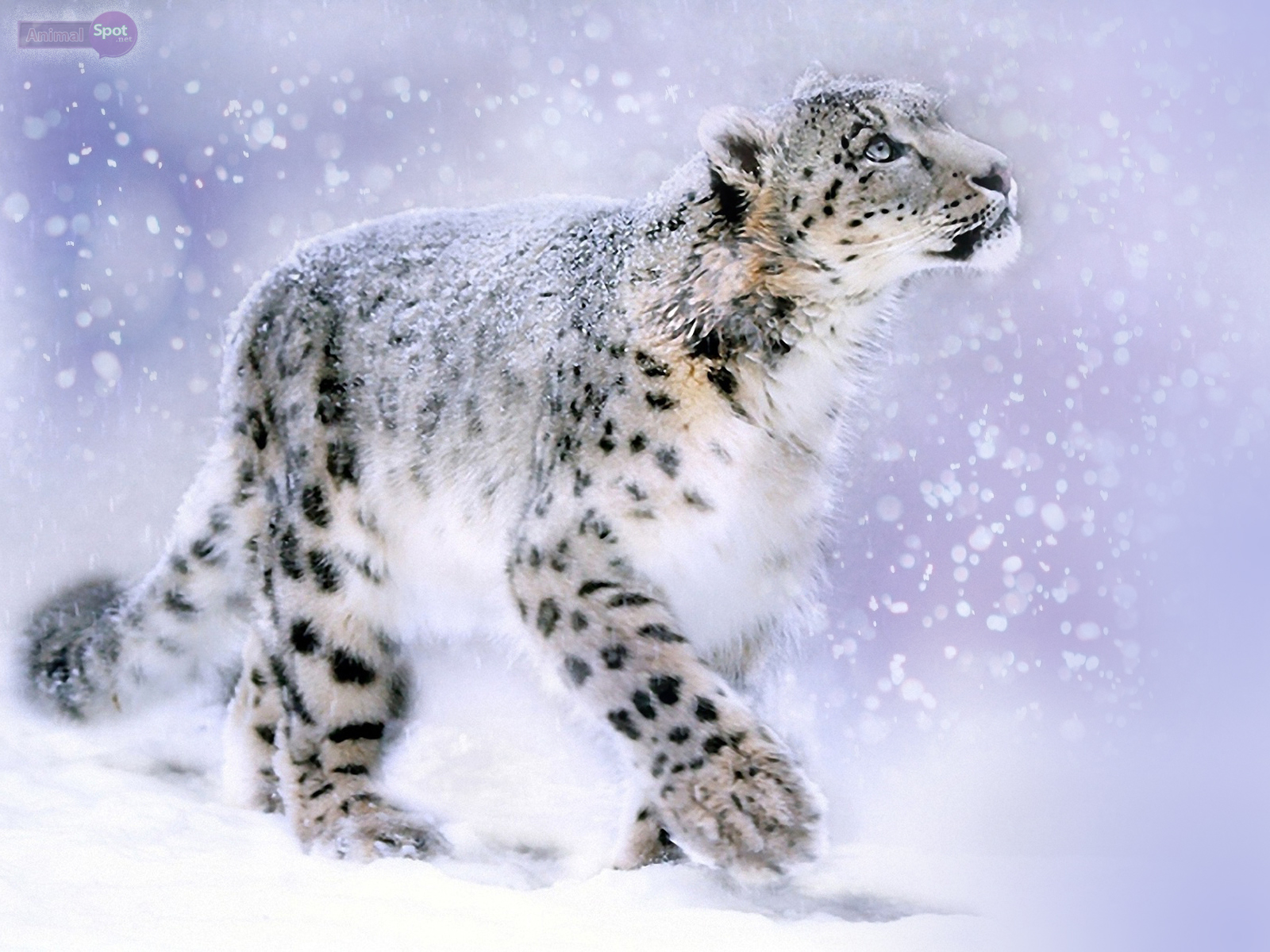 schneeleopard tapete,schneeleopard,felidae,tierwelt,landtier,leopard